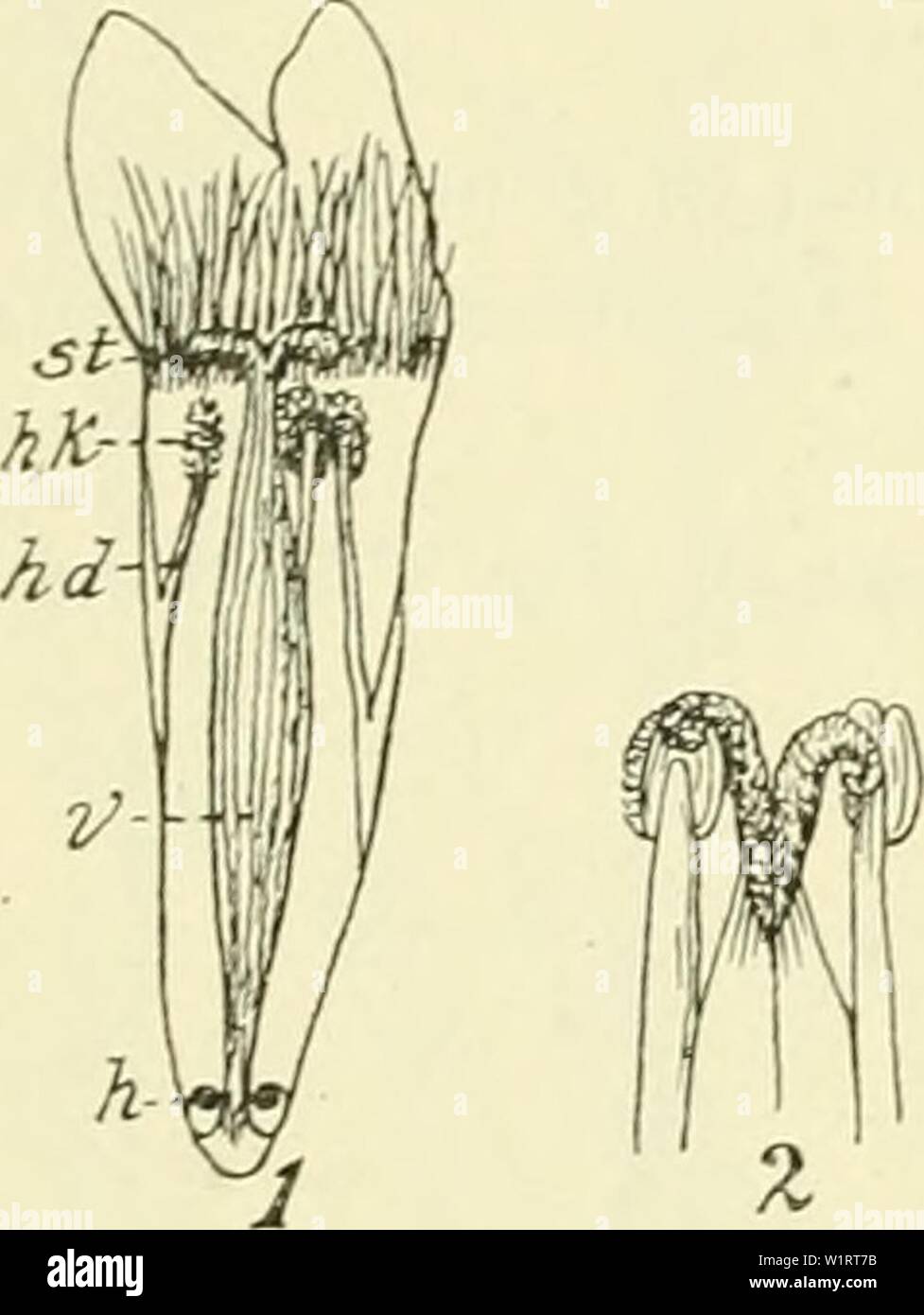 Image d'archive à partir de la page 77 de De flora van Nederland (1909-11). De flora van Nederland defloravannederl03heuk Année : 1909-11. Gentiana campestris Fig. 65. ingesneden, de 2 buitenste bladachtig slippen zijn, race, elliptisch, éleveur dan de bloemkroon achterhouden 2 salle de binnenste. De bloemkroon- buis est buis-trechtervorniig iets, violet, zelden geel- achtig-wit, environ 3 cM lang, s'est réuni 4 eironde, stompe slippen, aan de quille gebaard. Destempels omgekruld naar een buiten. De doosvrucht est bijna zittend (fig. 65). O. 2,5 mM-2 dM. Auguste- Octobre. Bij deze soort en bij G. Amarella est seizoen- dim Banque D'Images