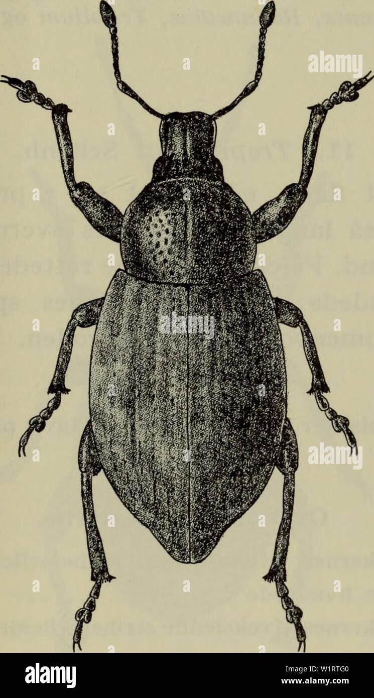 Image d'archive à partir de la page 78 de la faune ; illustrerede haandbøger plus. Illustrerede haandbøger la faune ; plus de den danske dyreverden danmarksfaunaill..69dans Année : 1907 laengdekøle 75. Bredere langt pronotum fin. Vingedaekkerne moerenSy b-3461 mindre end hos hos $ ca. /G - politiske kriterier fin til- stribernes punktur sammen brede ; fm. Laengde 8-9 mm. Ret almindelig (J, 0, B). Fortrinsvis grusbund ketsning på, ved at lavere semoir. Isaer juin-sept. Fig. 50. Obscuius Barynotus. x 3" SVa. B. squamosus Germ. De naerstående obsciinis adskilt til, hommes fra den oversigten naevnte ved de j'kendetegn. E Banque D'Images