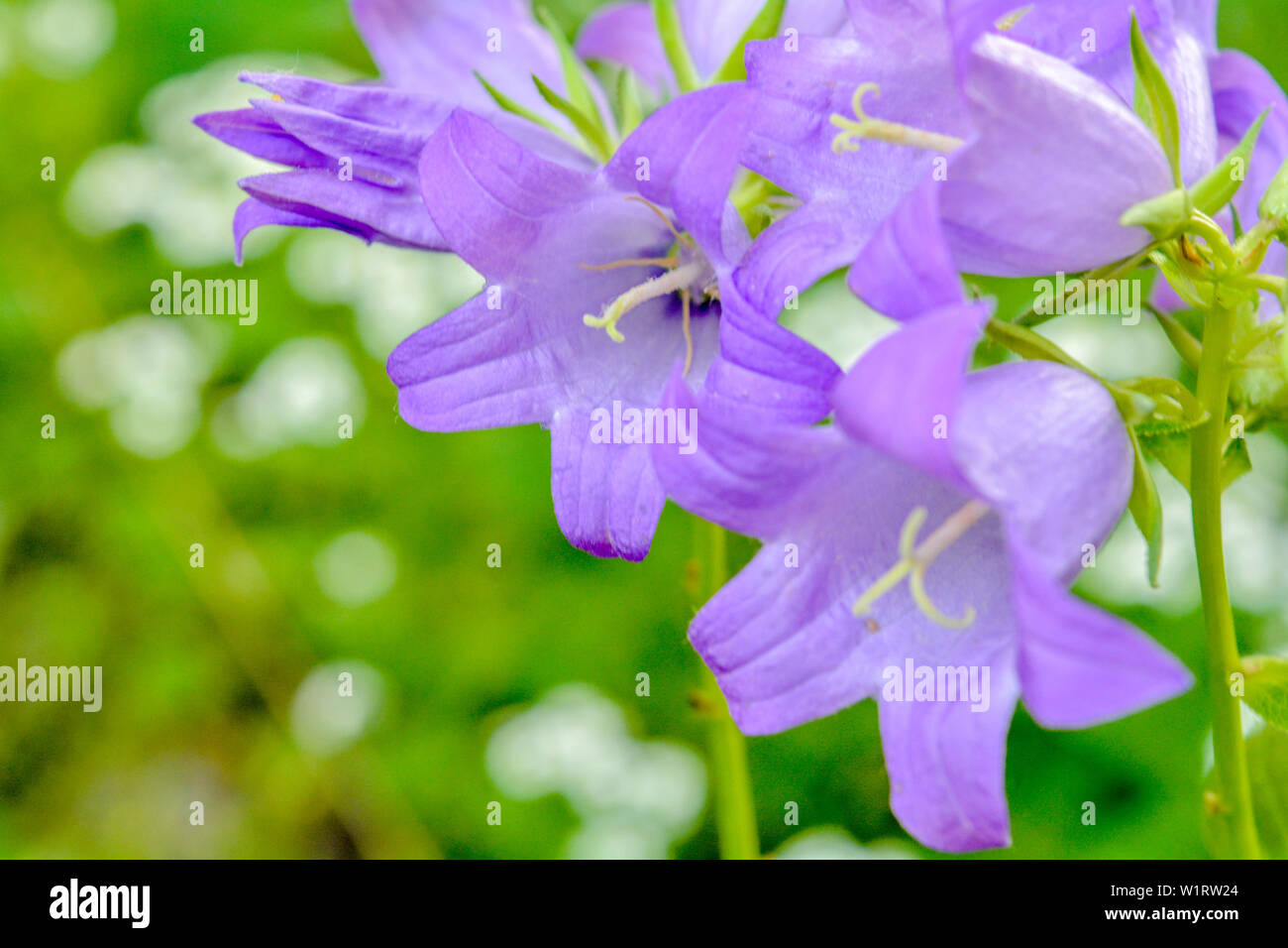 Cultivar pourpre floraison milky bellflower Campanula Lactiflora Prichard's aka variété dans le jardin d'été Banque D'Images