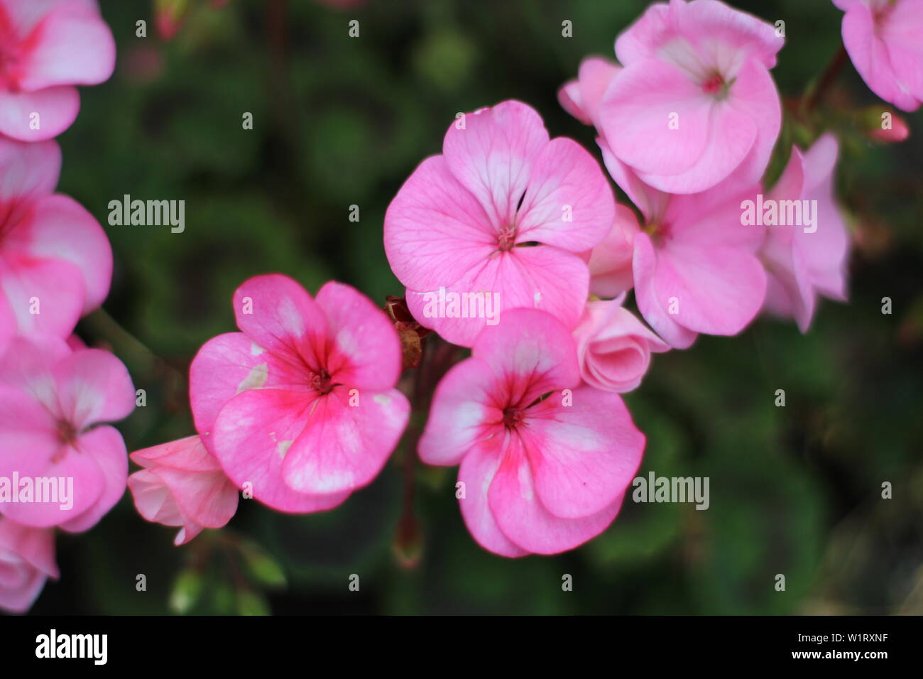 Gros plan d'une fleur de géranium rose en fleurs dans la jardin en été en Juin Banque D'Images