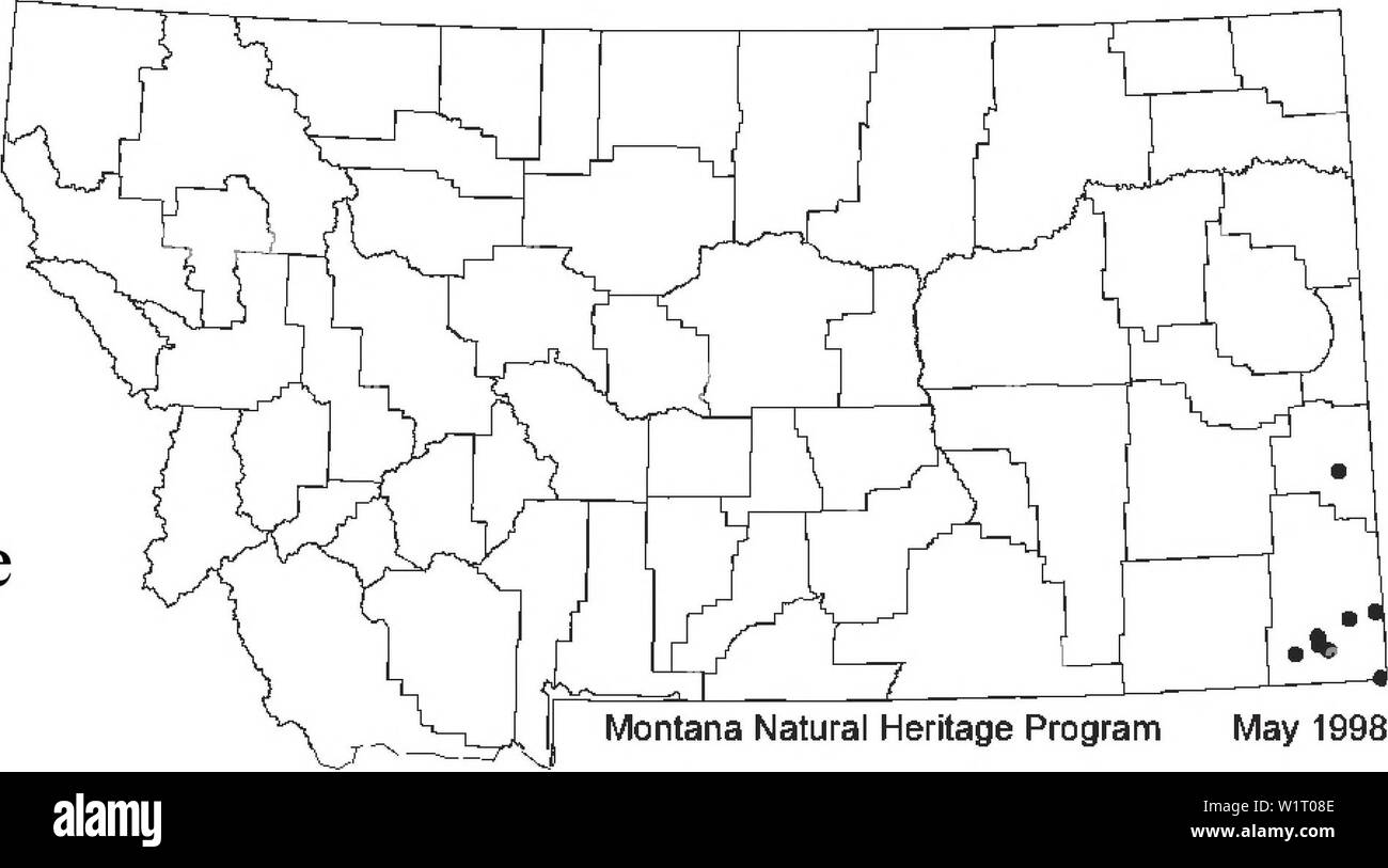 Image d'archive à partir de la page 86 du Jardin Botanique et de la végétation de l'enquête. Jardin botanique et la végétation du Carter Comté, Montana, Bureau de la gestion des terres Les terres administrées par D4B7AF30-6FF2-4017-ADC9-7C50A7256521 Année : 1998 Le duplicata de l'exemplaire annoté à MONTU (Herbier de l'université de Montana) calice a 12 mm de long avec dents 7 mm de long. Une collection de Fallon Comté, Montana (Lesica # 4280) calice a 8 mm de long avec dents 3 mm de long. Nos collections de Carter Comté (Dumouriez 5695,5713) ont relativement peu de calices (8 mm environ) et des dents (de 3 à 5 mm), mais relativement larges folioles basales. Pl Banque D'Images