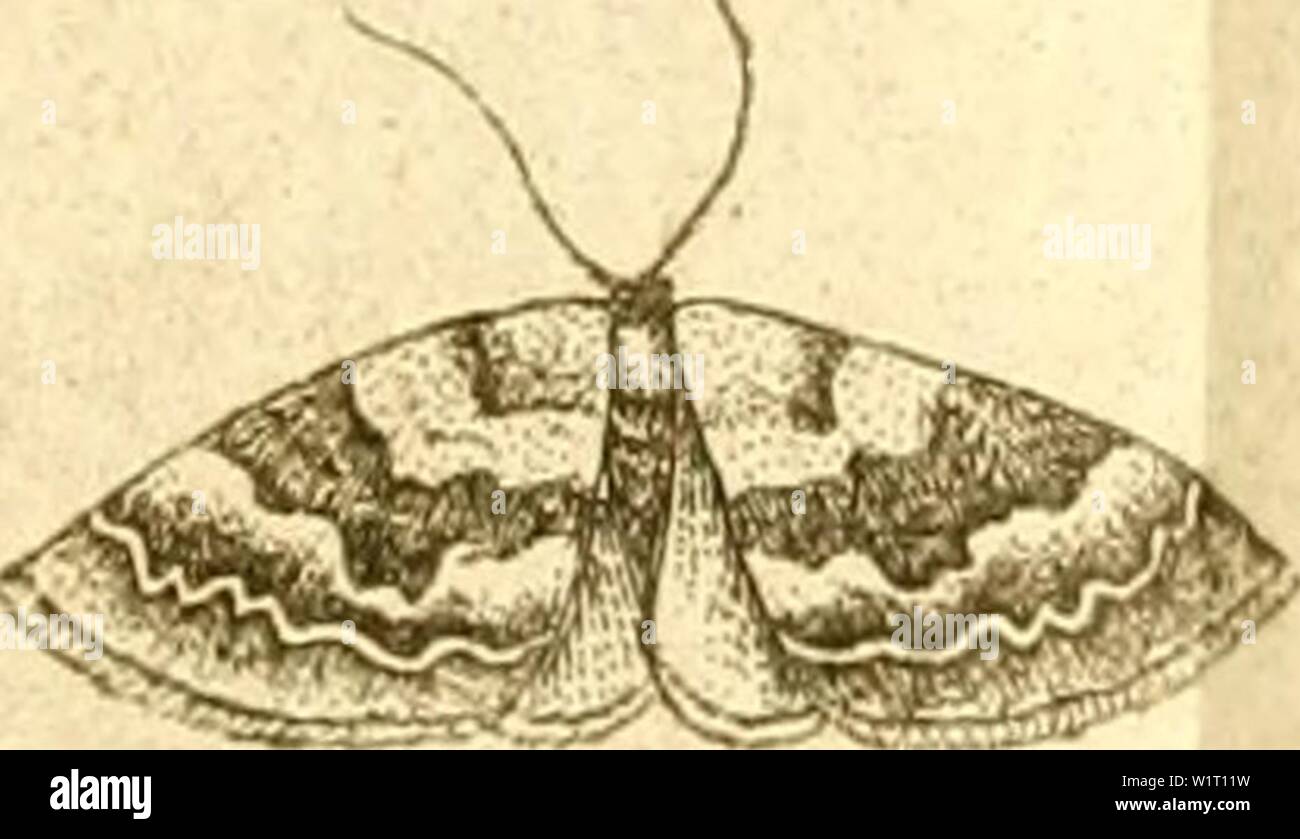 Image d'archive à partir de la page 86 de la DD Dissertatio entomologia sistens insecta. D.D. Dissertatio entomologia sistens insecta svecica dddissertatioent00thun Année : 1784 Banque D'Images
