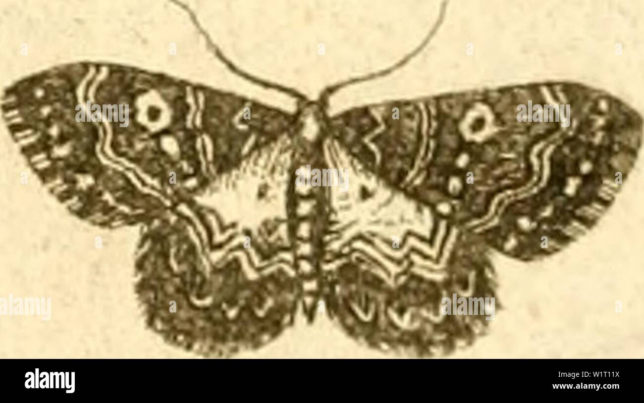 Image d'archive à partir de la page 86 de la DD Dissertatio entomologia sistens insecta. D.D. Dissertatio entomologia sistens insecta svecica dddissertatioent00thun Année : 1784 J. a//iy/a. J c///y'6/.. J/H&lt;f&lt;xaiz.. J. jM/I///c/r des RJC A :/fk/I/II. Banque D'Images