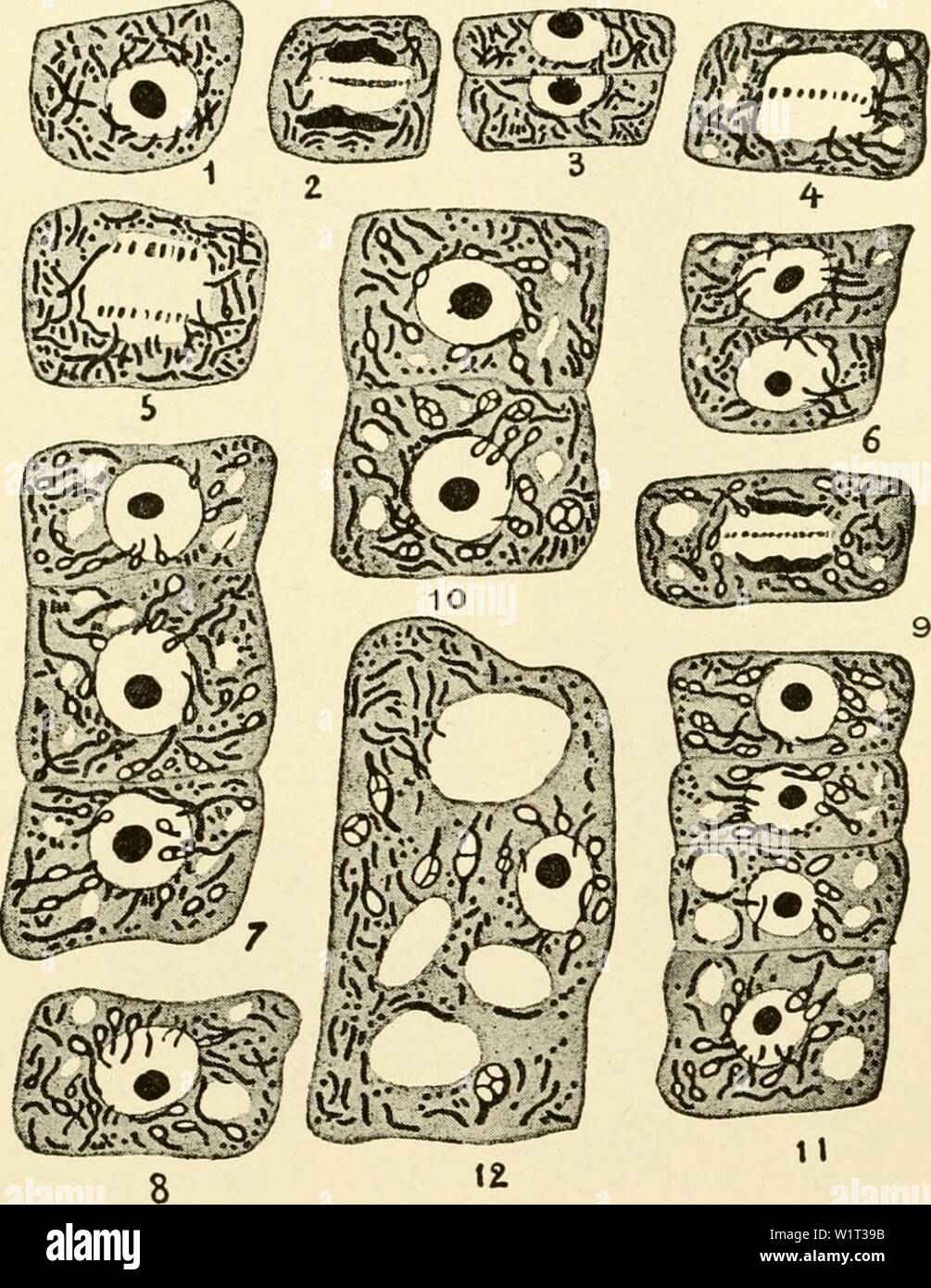 Image d'archive à partir de la page 89 du cytoplasme de l'usine Banque D'Images