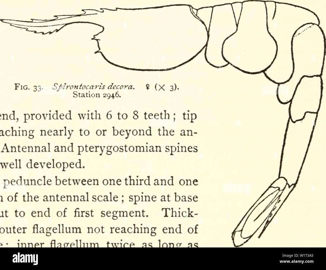 Image d'archive à partir de la page 89 de crustacés décapodes du nord-ouest. Crustacés de la côte nord-ouest de l'Amérique du Nord .. decapodcrustacea00rath Année : 1904 8o RATHBUN la carapace, la dent antérieure devant le milieu de la tribune. Tribune pas profond, mais moins mince que dans S. gracilis et S.Jiexa, un peu au-dessus du contre-batteur, mais près de hori- zontal membre inférieur ; dans dlStally- étroite g Fig. 33. Spirontocaris decora.  ? (X 3). f. à partir de 2946 La Station près de l'extrémité postérieure, fourni avec 6 à 8 dents ; bout acuminé, atteignant près de ou au-delà de l'échelle d'un- tennal. Et pteryg antennaire Banque D'Images