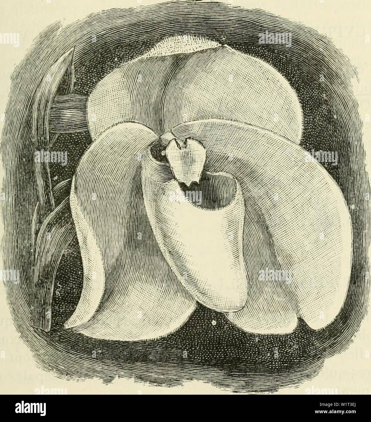 Image d'archive à partir de la page 90 de Cypripedium, Selenipedium & Uropedium Monographie. Cypripedium, Selenipedium & Uropedium. Monographie comprenant la description de toutes les espÃ¨variÃtÃs ces, et hybrides inexistants jusqu'Ã ce jour cypripediumselen00desb Année : Selenipedium - 85 - molles et la vÃgÃtation plus lente que le C. bellatulum introduit par M. Low et c' en 1888. La diffÃrence comme fleur est trà¨s peu sensible ; les dessins sont Ã peu prÃ¨s les mÃªmes, les racines sont beaucoup plus nombreuses et plus grosses dans le C. bellatulum. Ce sont peut-Ãªtre espÃ deux¨¨ces trà s voisines appartena Banque D'Images