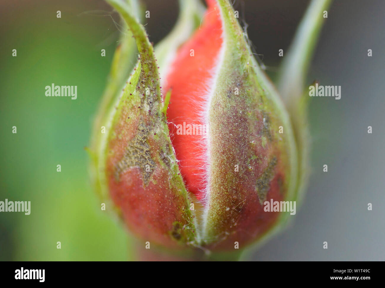 Sich öffnende Rosenknospe Banque D'Images
