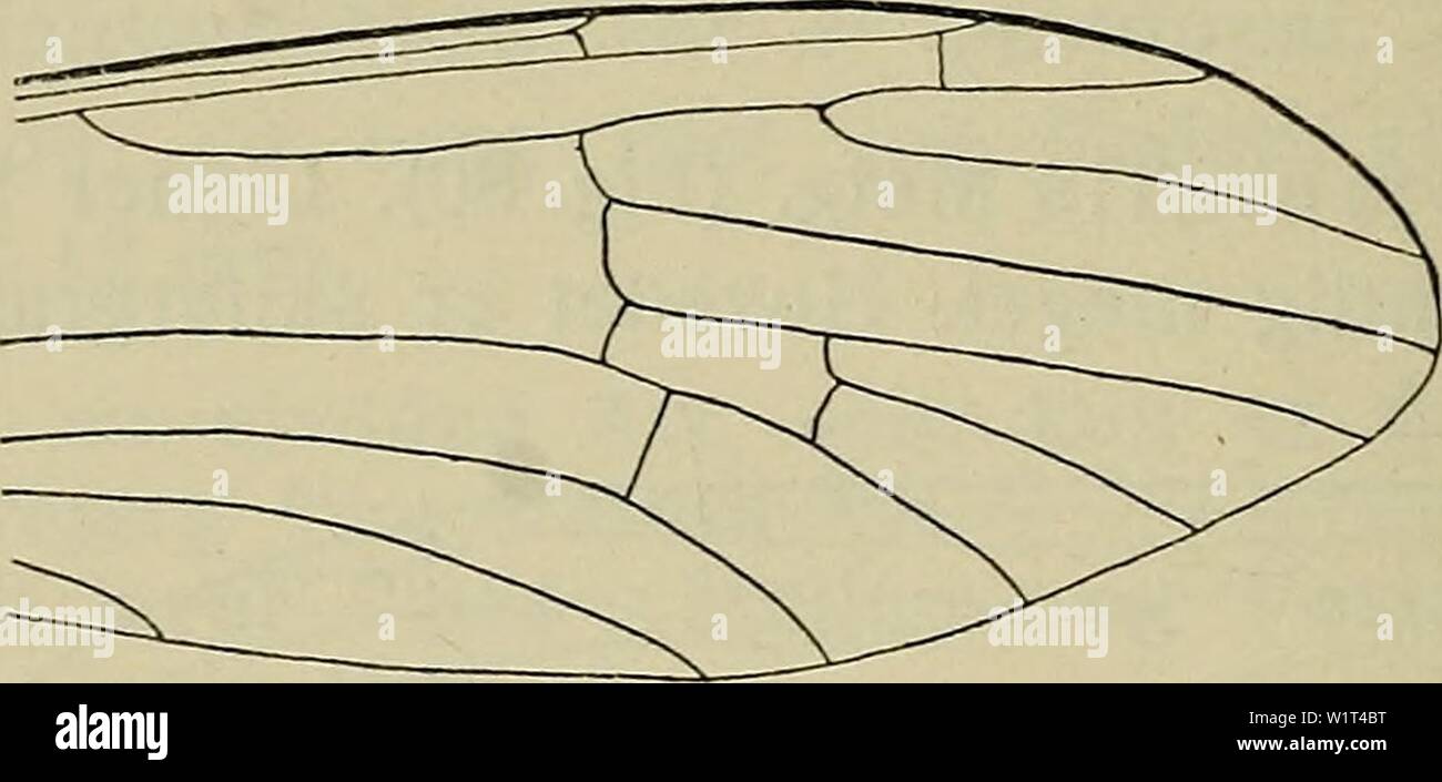 Image d'archive à partir de la page 91 de la faune ; illustrerede haandbøger plus. Illustrerede haandbøger la faune ; plus de den danske dyreverden danmarksfaunaill..28dans Année : 1907 røgfarvede 86. Radialtvaerribben postfurcal, les hommes à sous- tiden près de Roden af R3. Paa de tre sa fra Landet kendte Eksemplarer uforket er Mi chien ; dette er ikke altid Til- faeldet hos denne Art ; det almindelige er, à la médiane forken Fig. 81. Vinge af L.. pâte filée de kort je Lighed er med L. nemoralis og L. leu- cophaea hvilke naervaerende fra, laissez-adskilles chien Art. Vingelaengde 672 mm. ( 3 er funden ved Vejle je Juli Banque D'Images