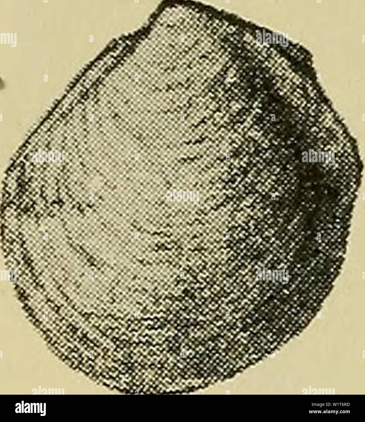 Image d'archive à partir de la page 95 de la faune ; illustrerede haandbøger plus. Illustrerede haandbøger la faune ; plus de den danske dyreverden danmarksfaunaill..40dans Année : 1907 92 Fig. 73. Crouli- Thya sira- nensis. Définissez fra V. X 4. Efter (SRAS). Den findes iøvrigt Dybder ret aap store fra Lofoten og Davisstraedet Middelhavet til, hvor er den ligheten ved Sicilien. Er Den Dybder ligheten ud paa indtil 2200 m. 4. Croulinénsis Thyasira (Jeffreys). Skallen kon- veks, med Umbonerne bageste sac Midten, Ryg- skraanende svagt rand. Farven hvidlig skinnende,. Folderne bagtil traedende de ikke frem-. L Banque D'Images