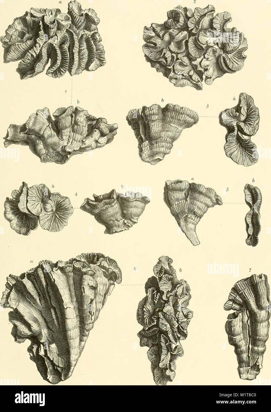 Image d'archive à partir de la page 98 de Denkschriften der Kaiserlichen Akademie der. Denkschriften der Kaiserlichen Akademie der Wissenschaften, Mathematisch-Naturwissenschaftliche Classe denkschriftender33kais Année : 1874 C. Kpufs P:j1.u-,Nili)Ln'isc}Lt' Studipii gt;ITT. Jusqu'à'. XXXXK k.k-TIofu.StaatsärudtBri PhcojjhiiUia Fkj. li.ralimdaia Cat.sp. Fig. Öl Pl.ßaheUatn Mi. Deiilisclu-d.k. iflen Alcad.d.W maÜL naturw. Cl. XXXEJid, 18/2 Banque D'Images