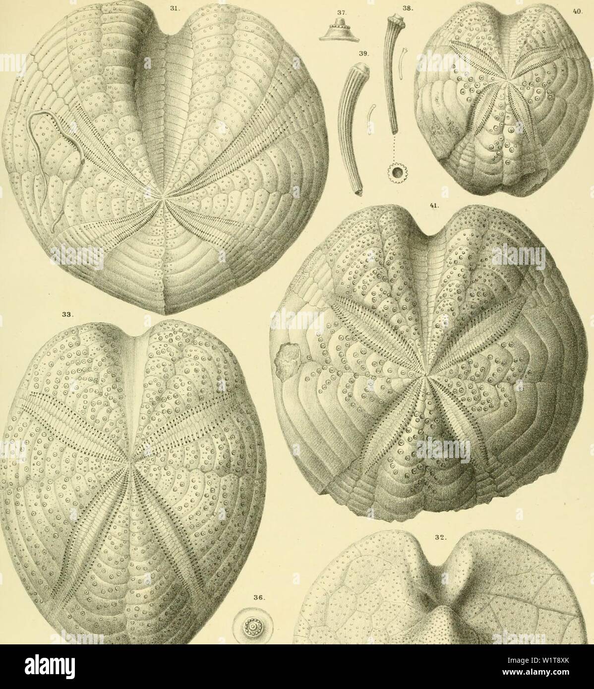 Image d'archive à partir de la page 450 de Denkschriften der Kaiserlichen Akademie der. Denkschriften der Kaiserlichen Akademie der Wissenschaften, Mathematisch-Naturwissenschaftliche Classe denkschriftender39kais Année : 1879 A31ailzom. Gli Echinodermi fossili dello Schlier dclle diBologna Colline. Taf. IV. l'art. 34. 1- '' R '''/. '''V.. Banque D'Images