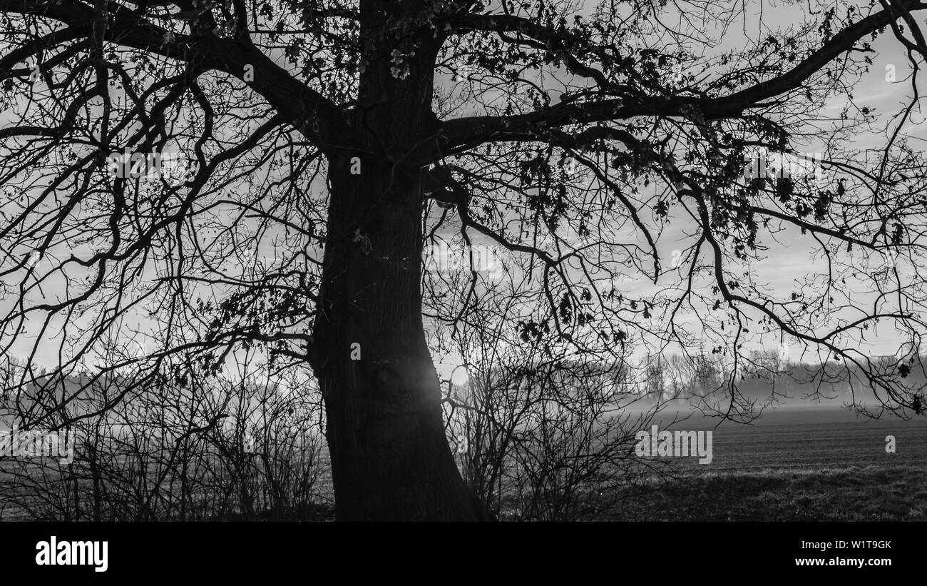 Seul grand arbre sur meadow au coucher du soleil Banque D'Images