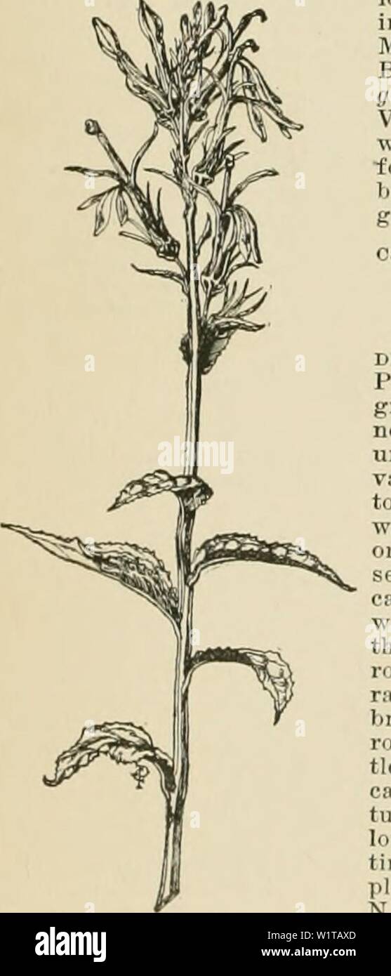 Image d'archive à partir de la page 461 de la Cyclopaedia of American horticulture, comprenant. Cyclopedia of American horticulture, comprenant des suggestions pour la culture de plantes horticoles, les descriptions des espèces de fruits, légumes, fleurs et plantes ornementales vendues aux États-Unis et au Canada, ainsi que des notes biographiques et géographiques cyclopediaofam02bail Année : 1900 yob LOBELIA 3. heterophylla. LabiU. JIuch comme le dernier refuge, le SLJ. plus grande, (le lobe central près de 1 in. Ions) et les feuilles inférieures se séparèrent en lobes linéaires : seed ailé. B.R. Austral 23:20U. H 9:101. 4. tfinuio Banque D'Images