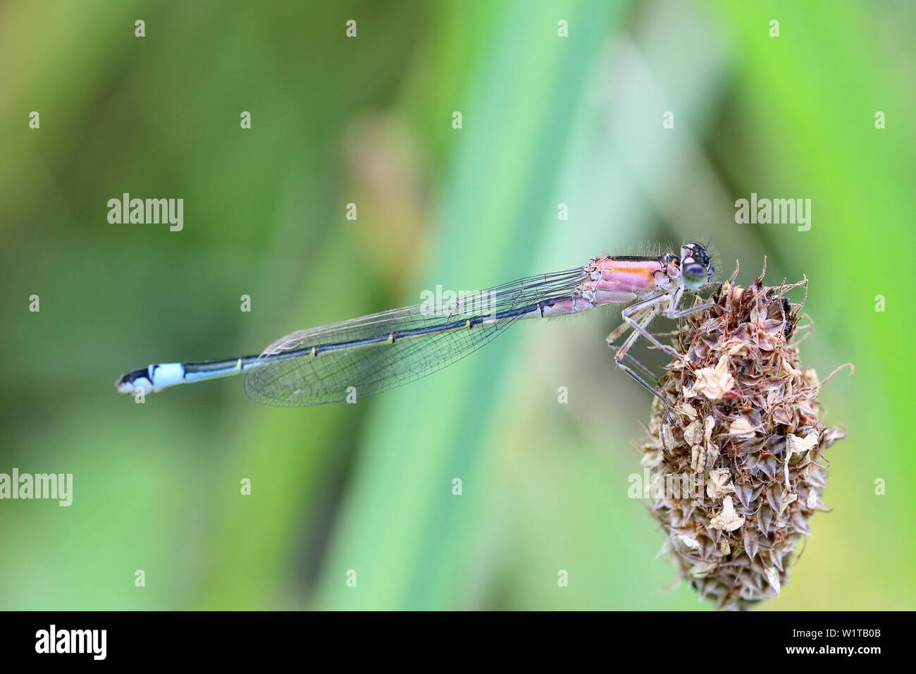 Les femelles Ischnura elegans (demoiselle queue forme rufescens) au repos sur une fleur seed head Banque D'Images
