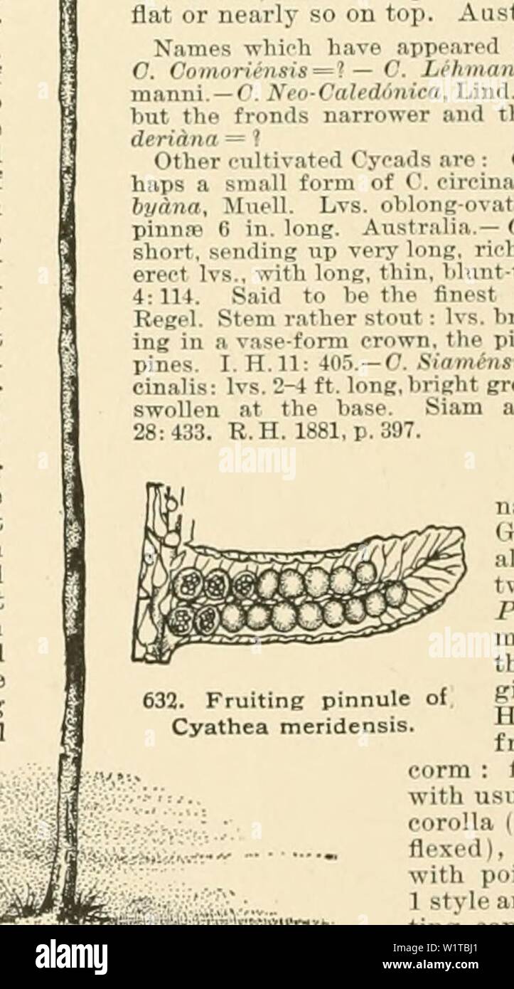 Image d'archive à partir de la page 467 de la Cyclopaedia of American horticulture, comprenant. Cyclopedia of American horticulture, comprenant des suggestions pour la culture de plantes horticoles, les descriptions des espèces de fruits, légumes, fleurs et plantes ornementales vendues aux États-Unis et au Canada, ainsi que des notes biographiques et géographiques cyclopediaofam01bail Année : 1900 â Â Â" 'pointu cyclamen et raide, noir, vert brillant, .lapan. B. M. 2963-4. .I.H. III. 2) ::i79. K.B. 21 : 16.. 000, H. 189 G, p. 369. A.G. 13:141 ; 18:1 ; 19:436. Mn. 2:88 ; 6:134. Â L'espèce commune- en cult Banque D'Images
