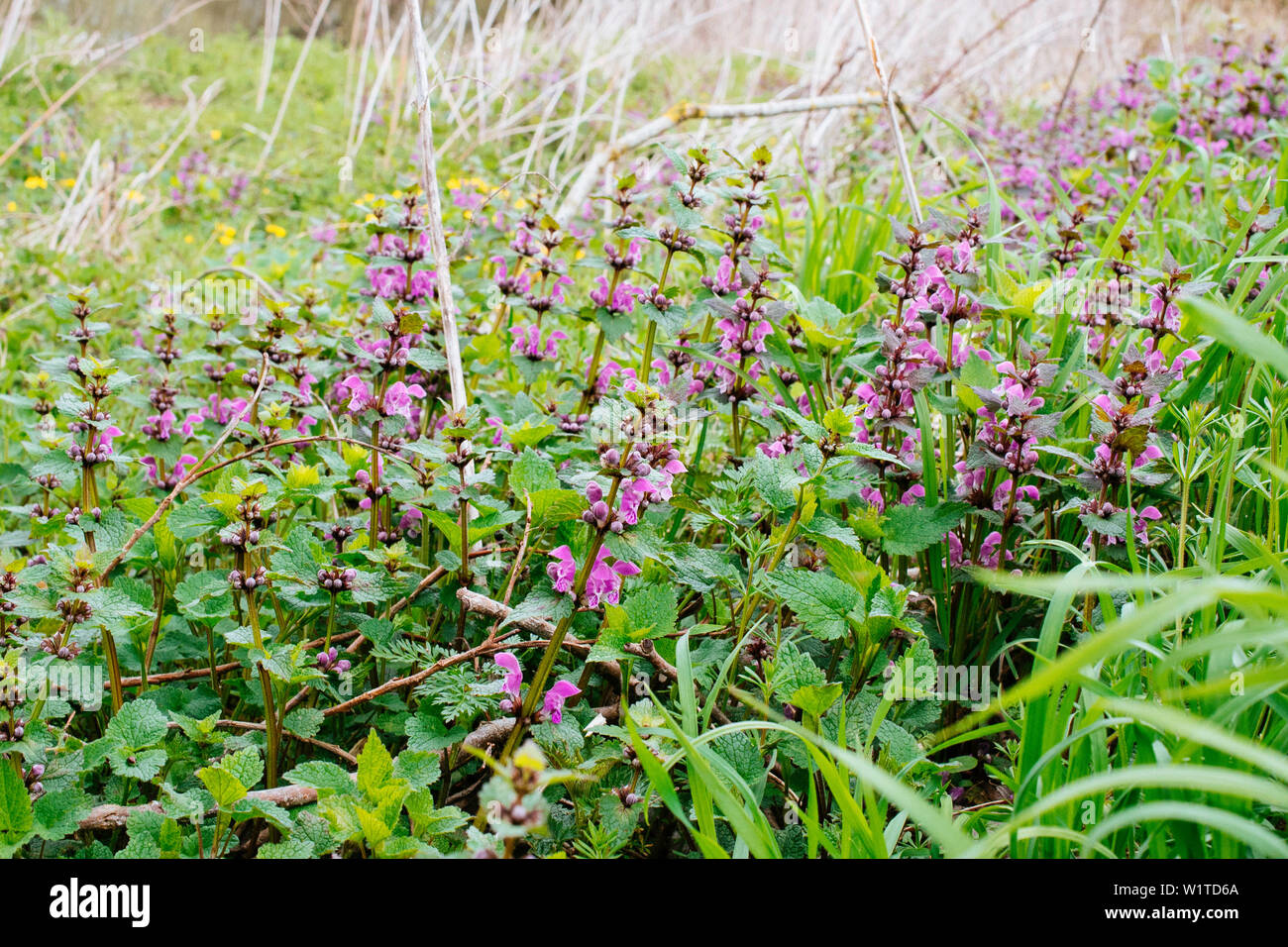 Dead-Nettle, Lamium, Herb Banque D'Images