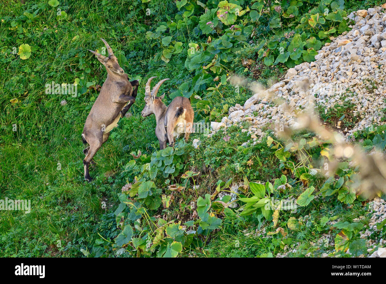 Les jeunes peuplements Capricorne sur ses pattes et appelle à combattre, Capricorne deuxième Vercors, Dauphine, Dauphine, Isère, France Banque D'Images