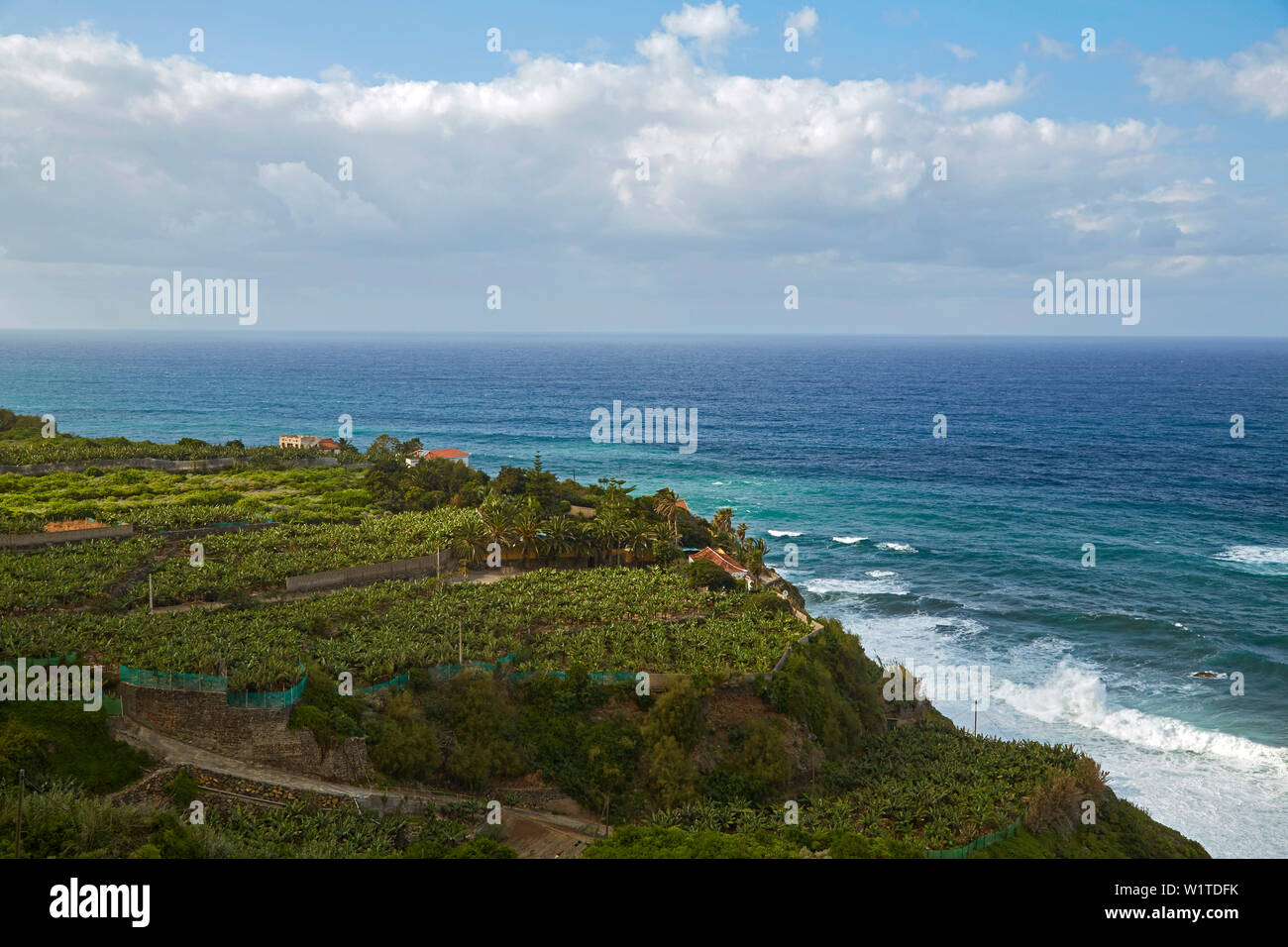 Plantation de bananes près de Icod de los Vinos, Tenerife, Canaries, Islas Canarias, Océan Atlantique, l'Espagne, Europe Banque D'Images