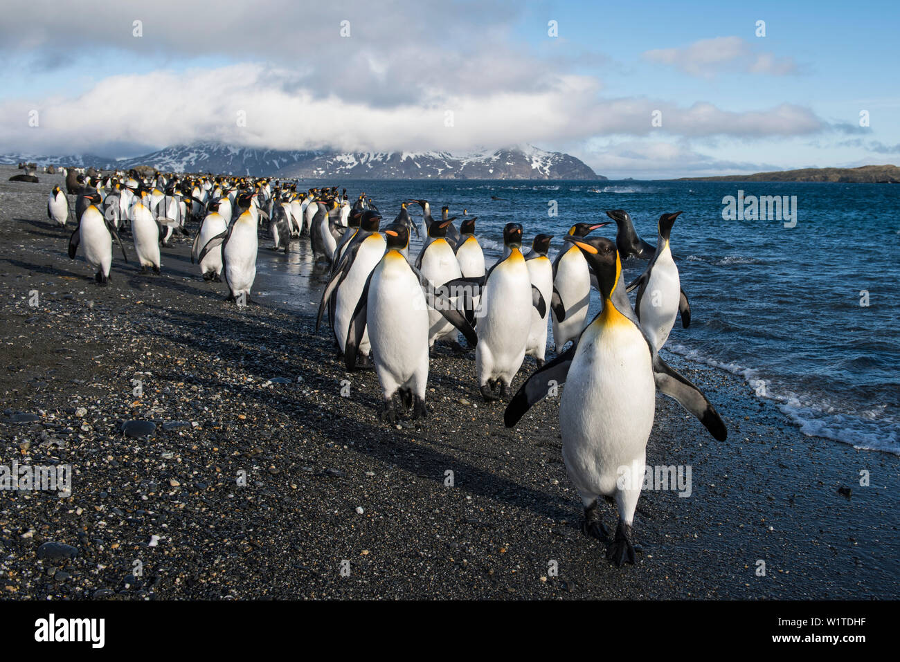 Un grand défilé de manchots royaux (Aptenodytes patagonicus) marches au bord de l'eau tôt le matin, la plaine de Salisbury, South Georgia Island, Banque D'Images