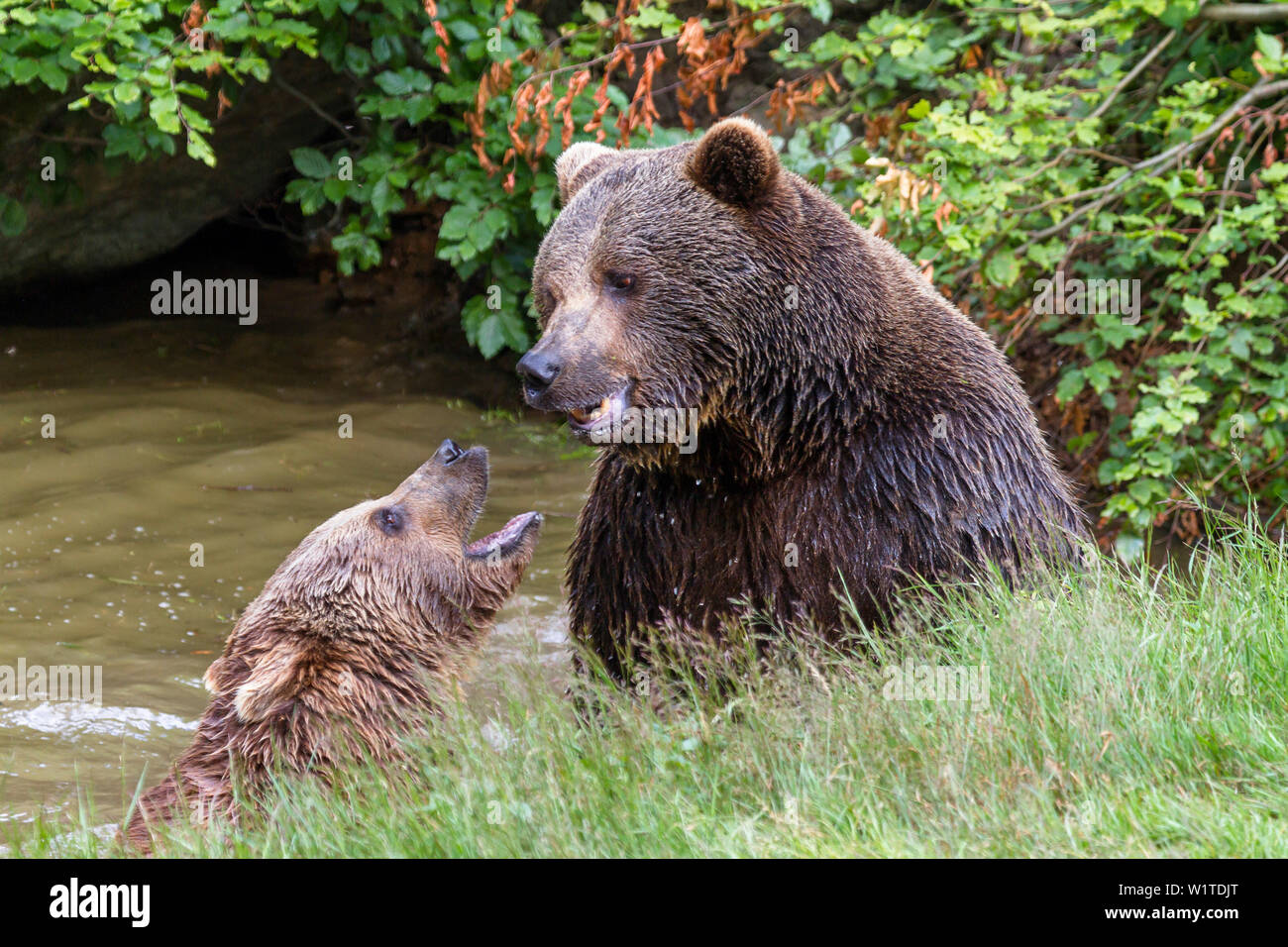 Mâle et femelle ours brun, Ursus arctos, Parc National de la forêt bavaroise, Bavaria, Bavaria, Germany, Europe Banque D'Images