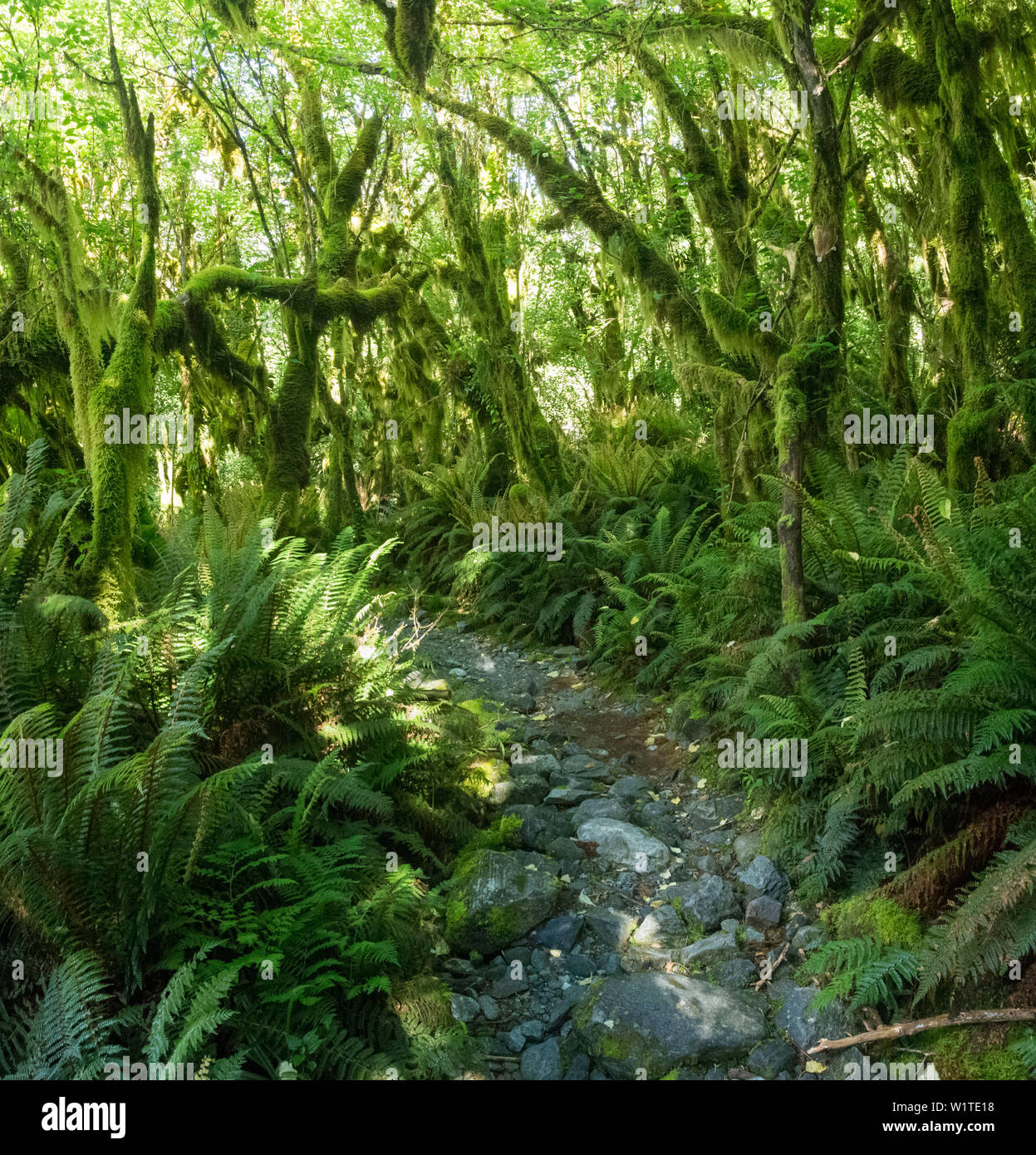 Milford Track, une grande promenade, Fjordland National Park, Milford Sound, Southland, île du Sud, Nouvelle-Zélande, Océanie Banque D'Images