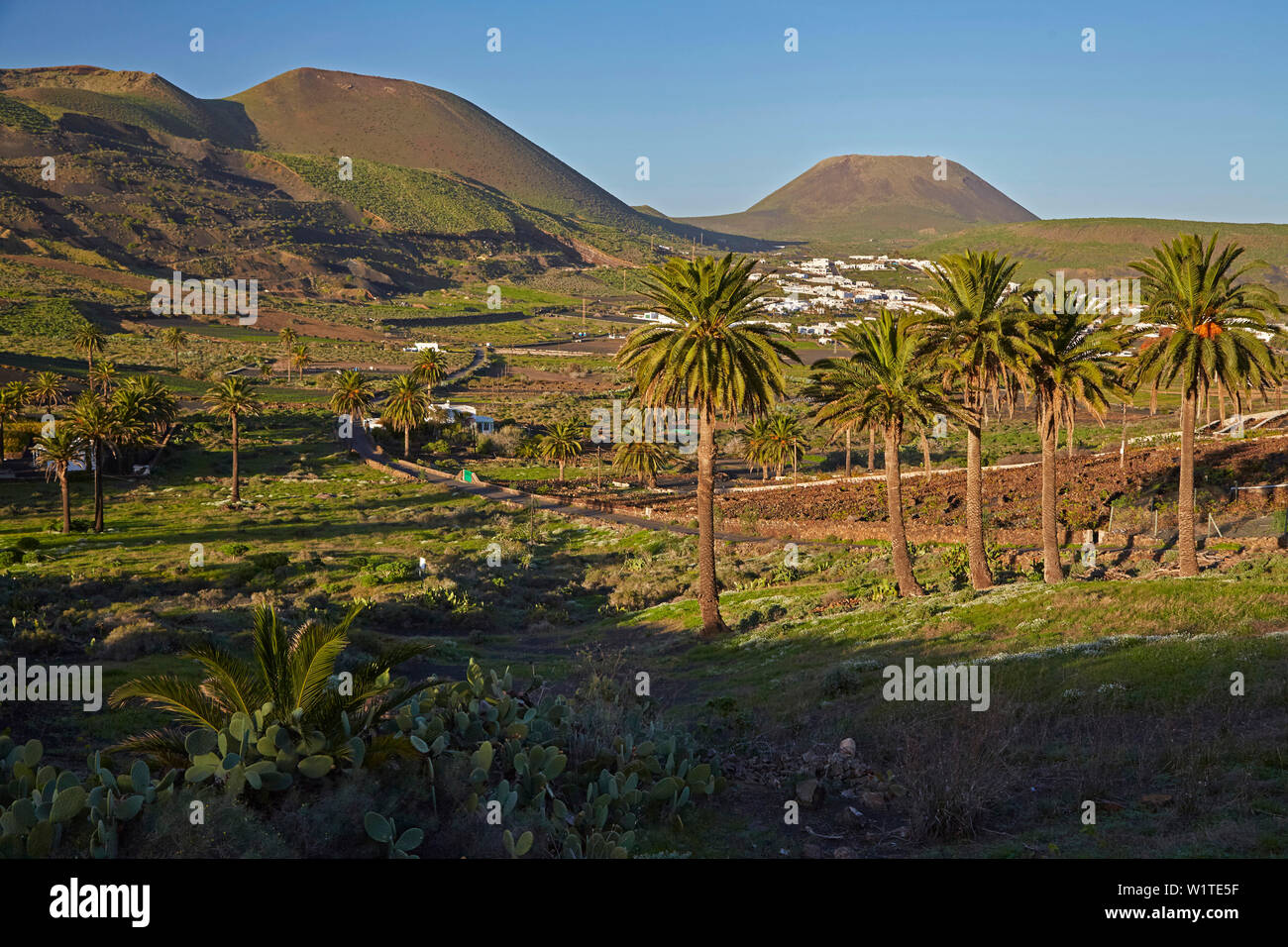 Ferme à Haria, Lanzarote, Canaries, Islas Canarias, Spain, Europe Banque D'Images