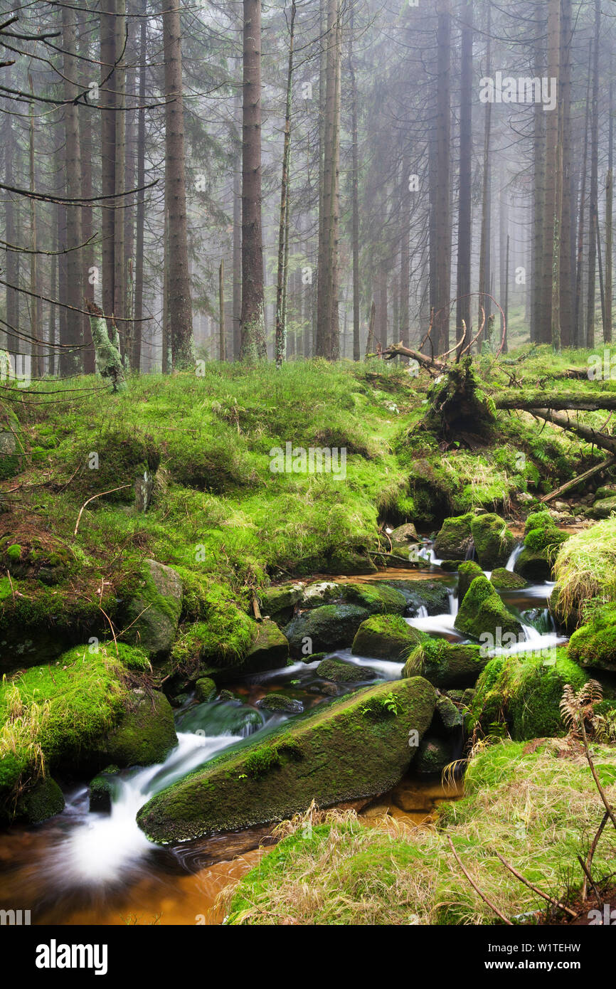 Stream au pied de la montagne Brocken, Parc National de Harz, Saxe-Anhalt, Allemagne Banque D'Images