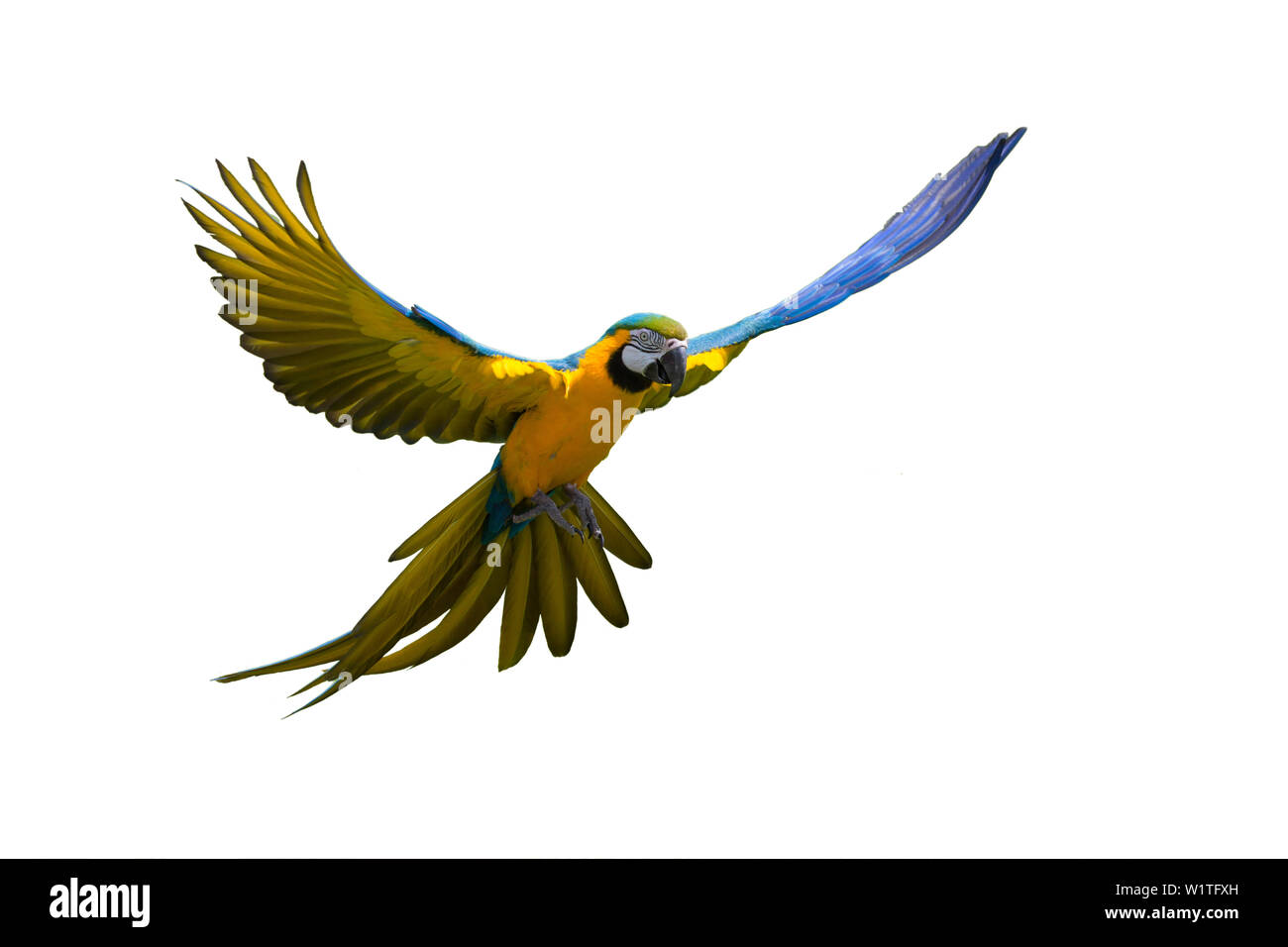 Blue-and-Yellow Macaw flying in rainforest, Ara ararauna, Amérique du Sud, captive Banque D'Images