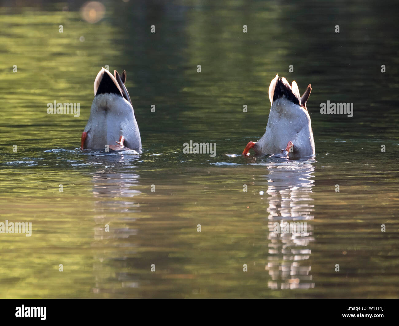 L'alimentation des canards colverts, Anas platyrhynchos, Germany, Europe Banque D'Images