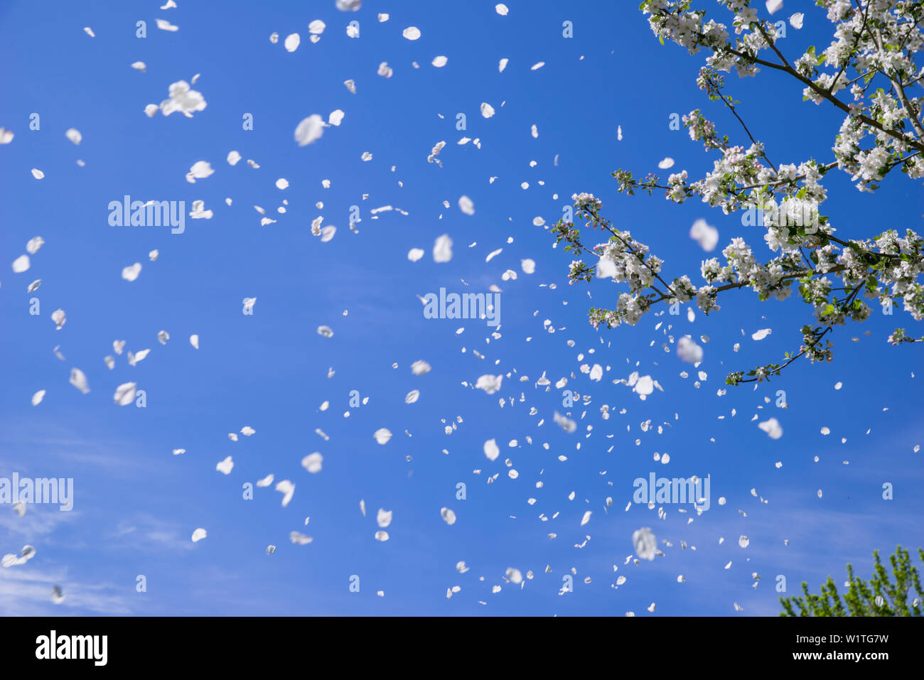 Apple tree pétales voler doucement dans le vent sur une journée de printemps ensoleillée avec ciel bleu, Kassel, Hesse, Germany, Europe Banque D'Images