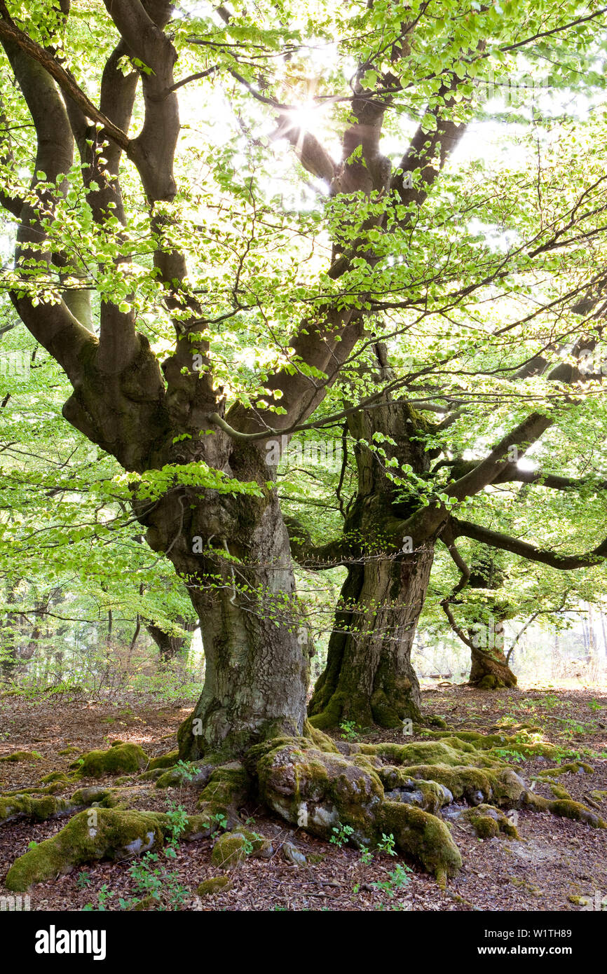 Vieux arbres hêtre commun (Fagus sylvatica) destinés à l'alimentation du bétail en pâturage forêt bois Halloh Hutewald Albertshausen, Hesse, Germany, Europe Banque D'Images