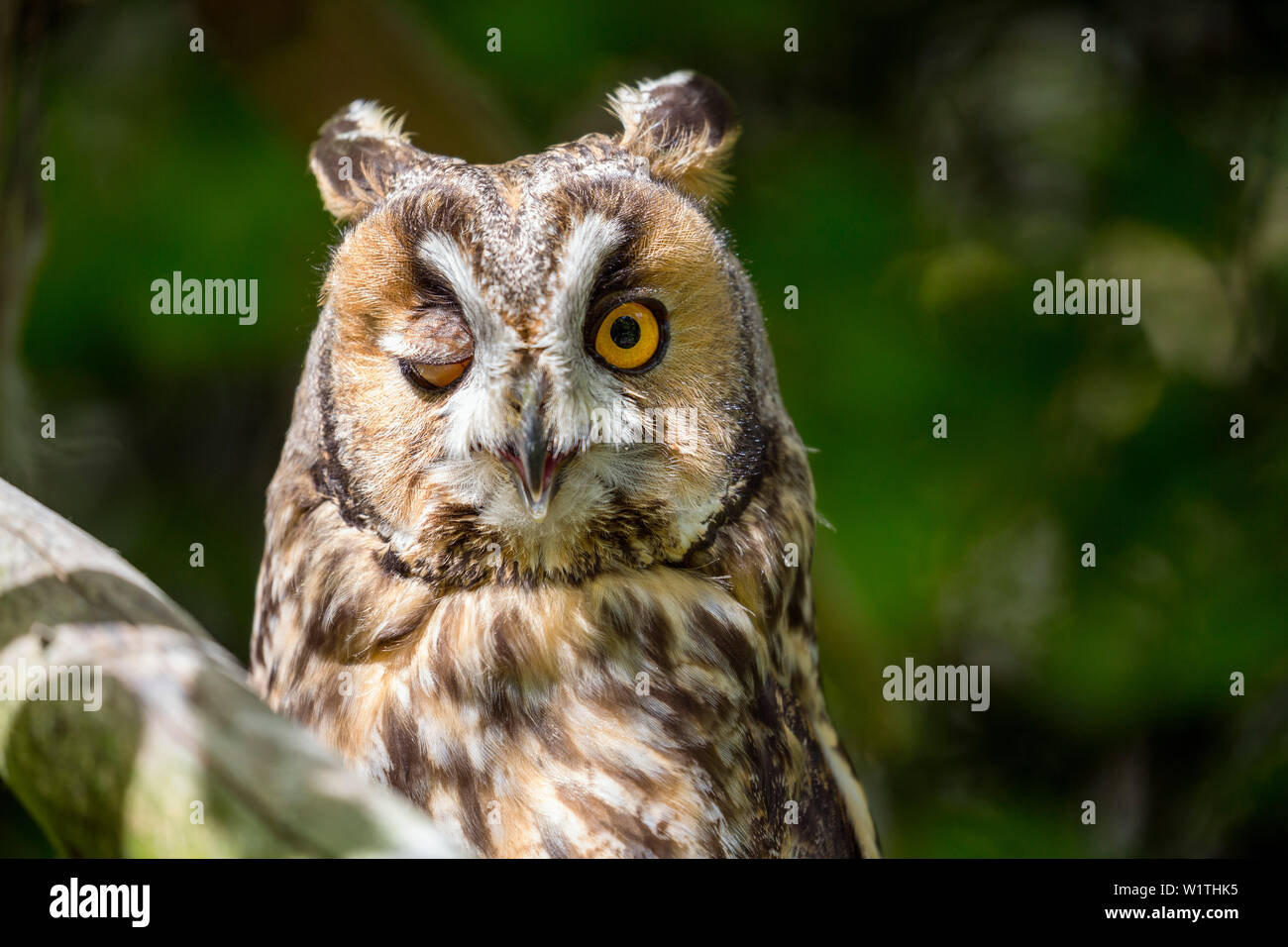 Long-eared Owl Asio otus, scintillantes, Parc National de la forêt bavaroise, Bavaria, Germany, Europe Banque D'Images
