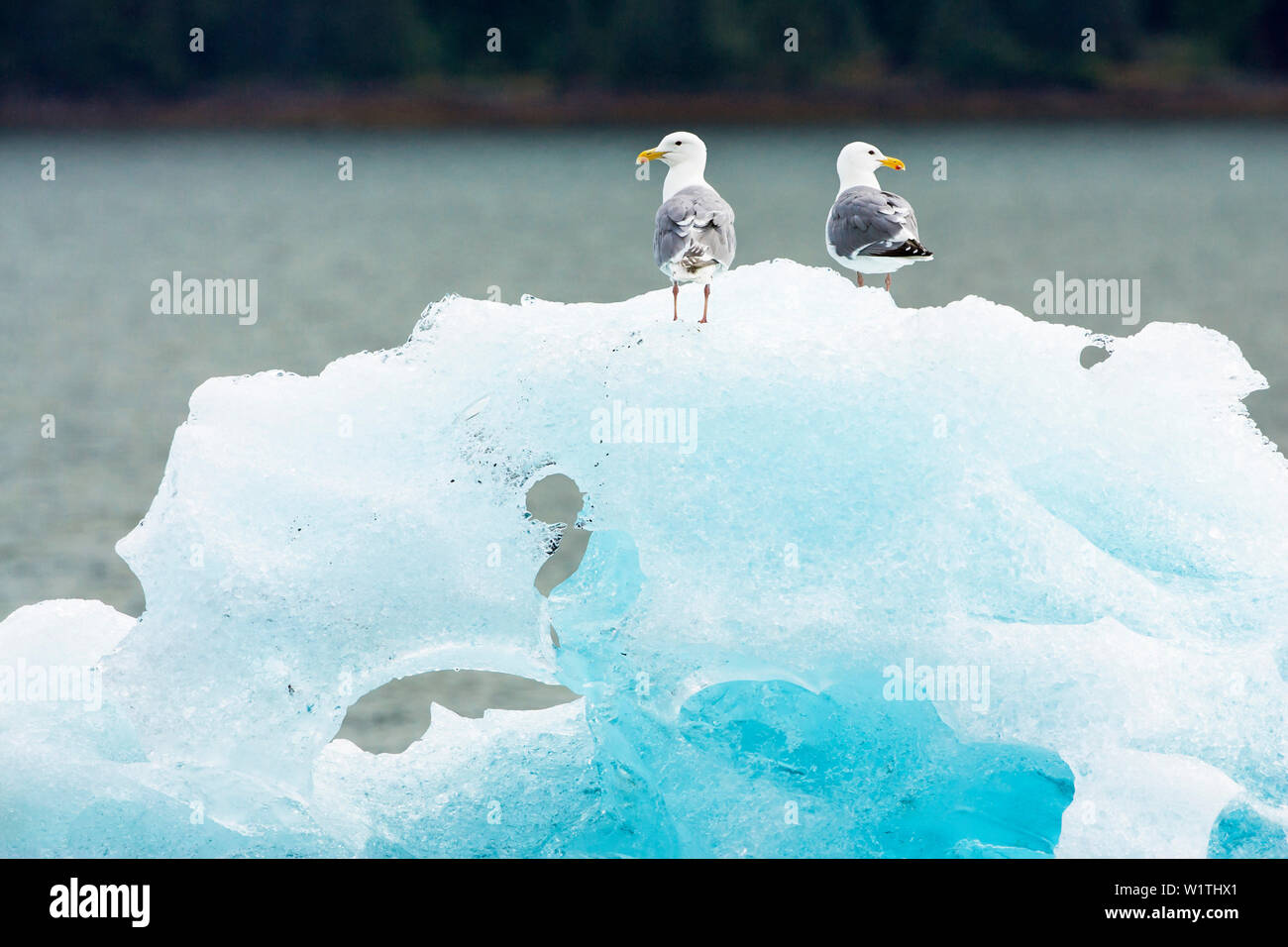 Goéland à ailes grises et Goéland argenté (Larus glaucescens, Larus argentatus, Endicott Arm, le passage de l'intérieur, le sud-est de l'Alaska, USA Banque D'Images Goéland à ailes grises et Goéland argenté (Larus glaucescens, Larus argentatus, Endicott Arm, le passage de l'intérieur, le sud-est de l'Alaska, USA Banque D'Images