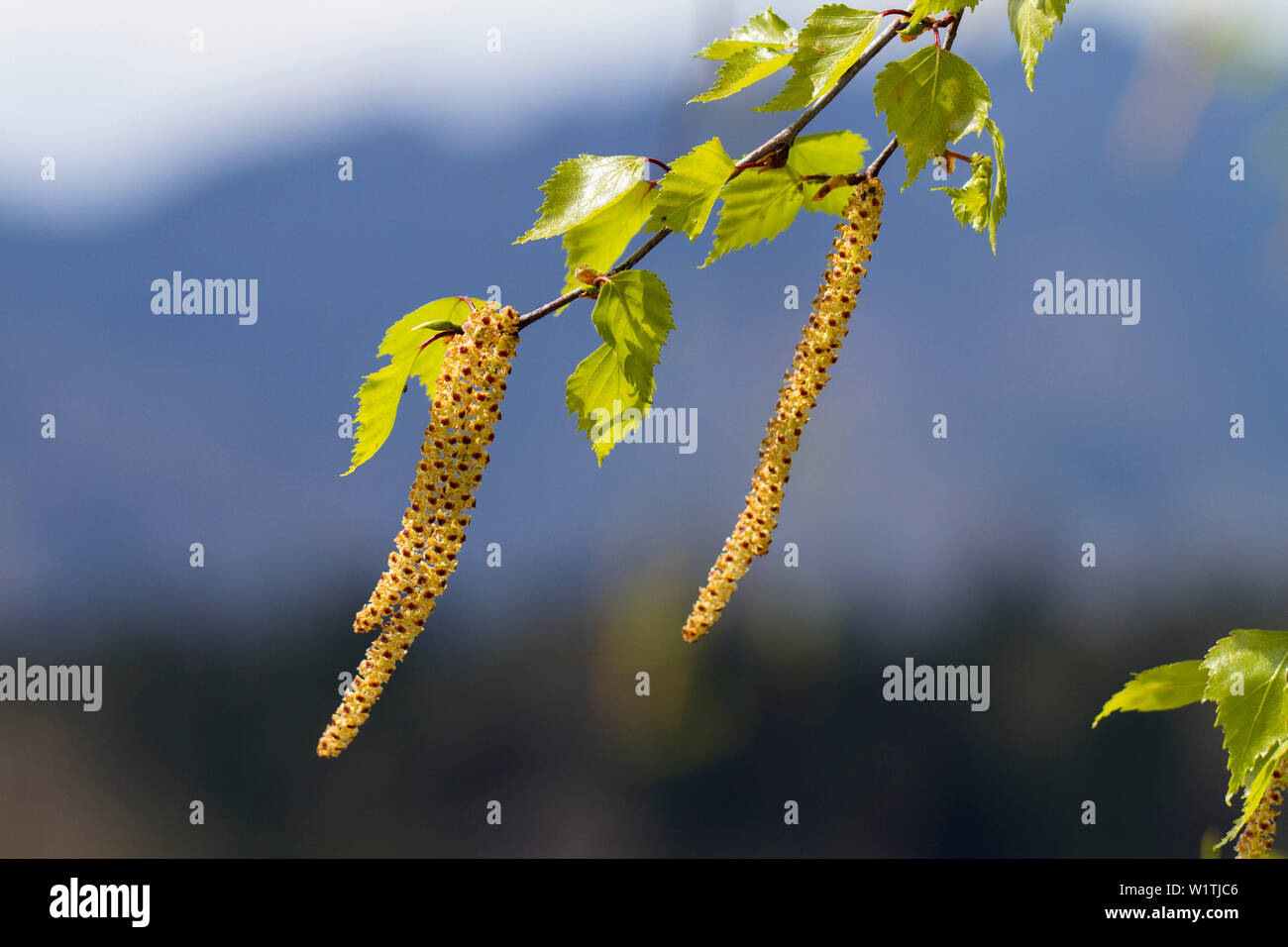 Les fleurs mâles, bouleau, Betula pendula, Betula verrucosa Betula alba,,, Bavaria, Germany, Europe Banque D'Images