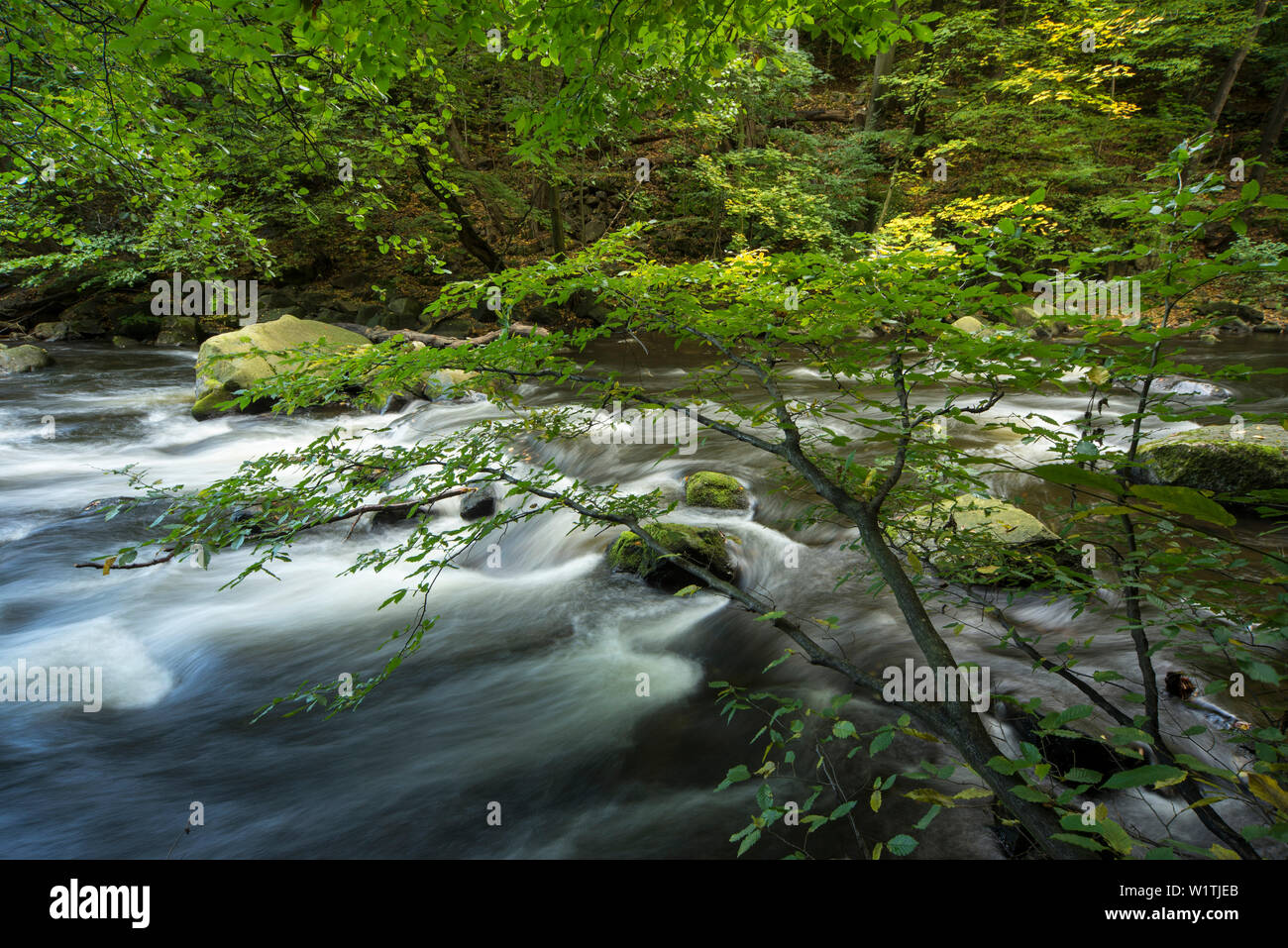 River Bode, vallée de Bode, Thale, District de Harz, Parc National de Harz, Saxe-Anhalt, Allemagne, Europe Banque D'Images
