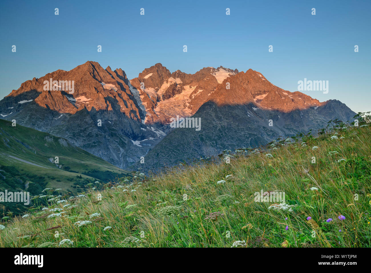 Prairie avec des fleurs avec des Ecrins en alpenglow, Parc National des Écrins, Dauphine, Dauphiné, Hautes Alpes, France Banque D'Images