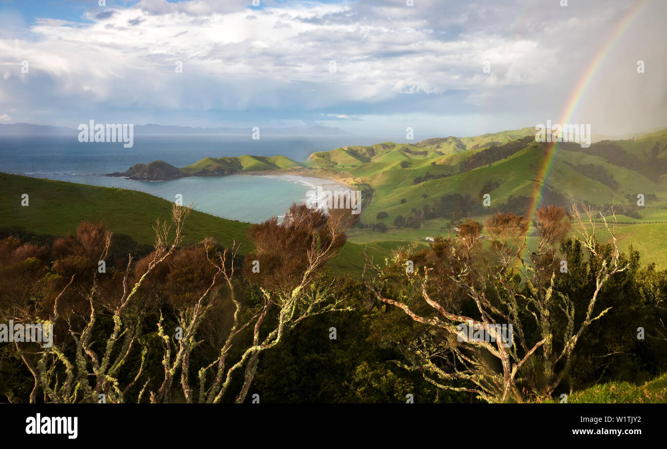 Port Jackson, Coromandel, golfe d'Hauraki, District de Thames-Coromandel, péninsule de Coromandel, île du Nord, Nouvelle-Zélande, Océanie Banque D'Images