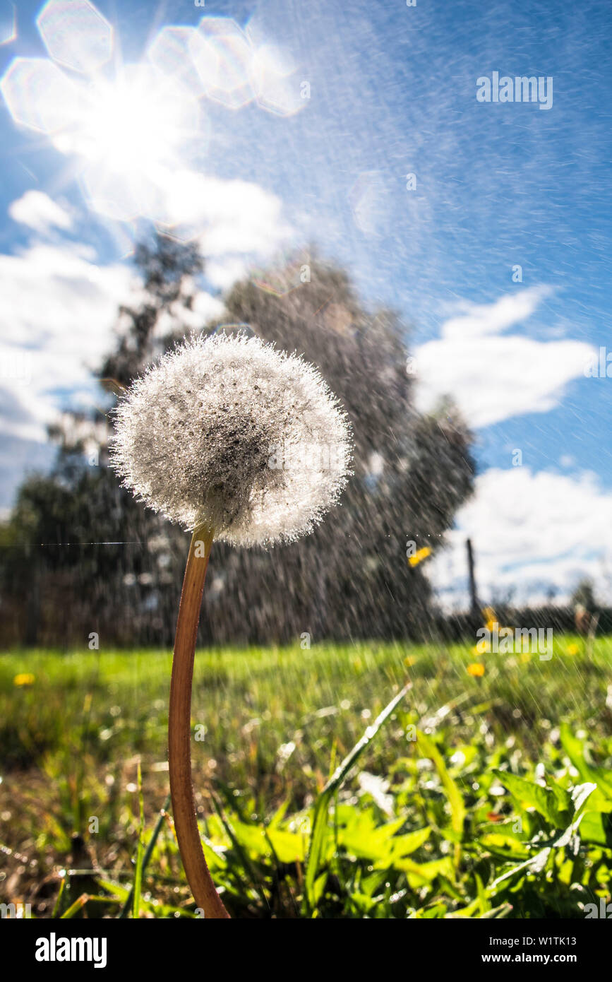 Réserve de biosphère de Spreewald, Allemagne, randonnée, kayak, zone de loisirs, vacances en famille, sortie en famille, un pré, pâturage, prairie sauvage, pissenlit, summ Banque D'Images
