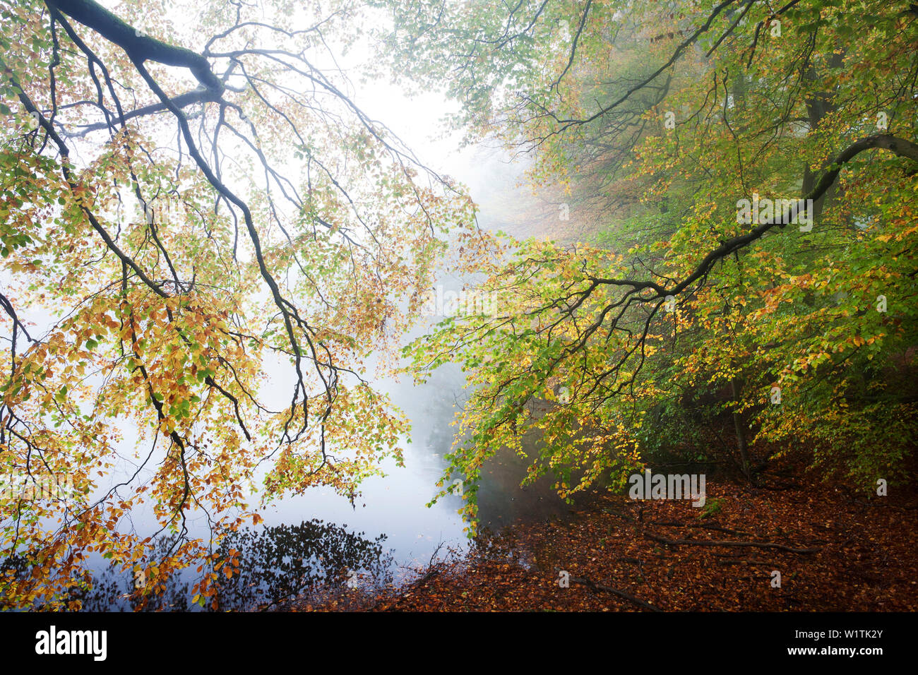 Les Hêtres, le parc Bergpark Wilhelmshöhe, Habichtswald nature park, Hesse, Kassel, Allemagne Banque D'Images