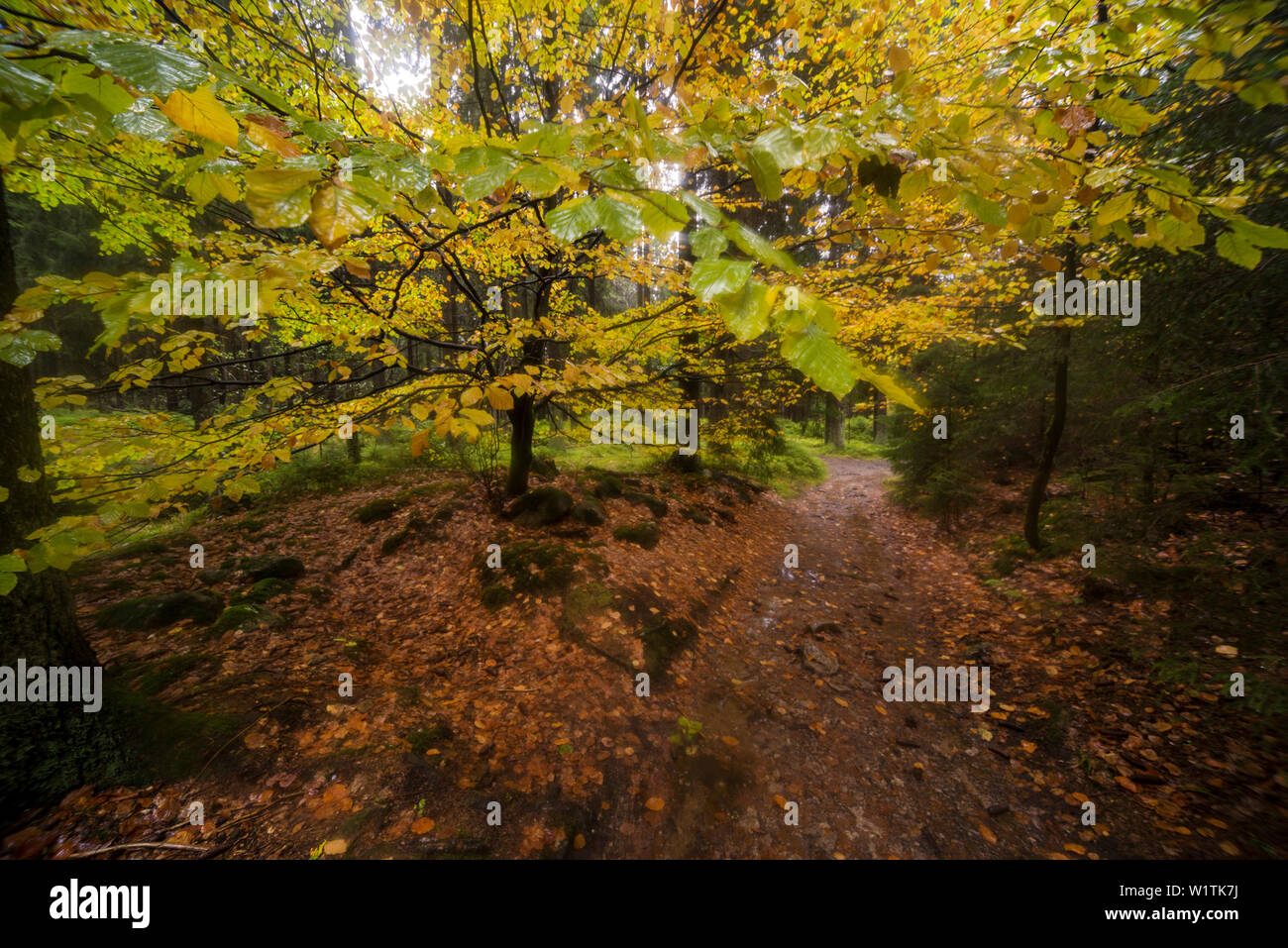Hêtre en automne à la pluie, chaud rivière Bode, Braunlage, Parc National de Harz, Basse-Saxe, Allemagne, Europe Banque D'Images