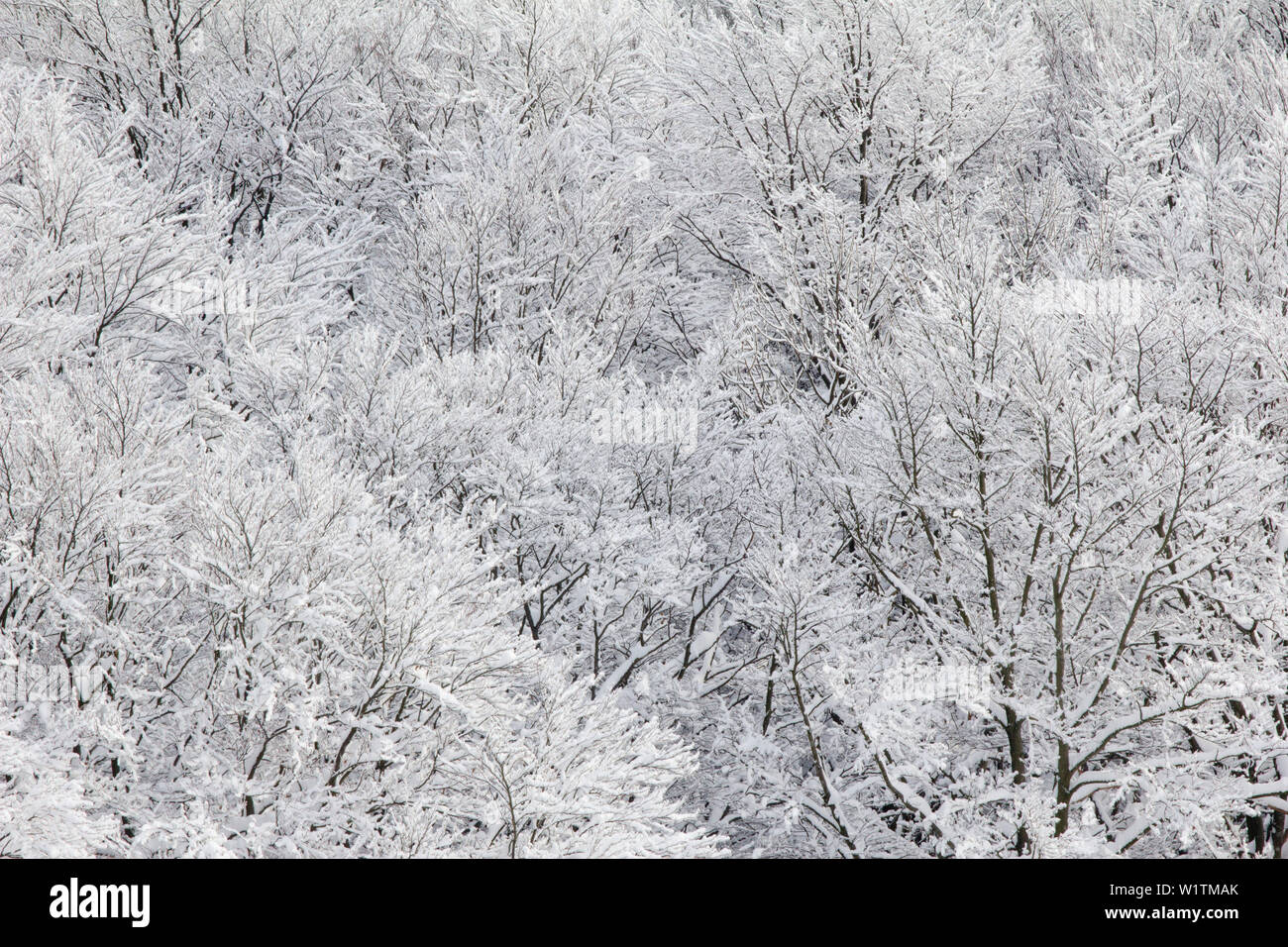 Givre dans une forêt de hêtres, Réserve de biosphère, Bavaroise Rhoen Rhoen Nature Park, Bavière, Allemagne Banque D'Images