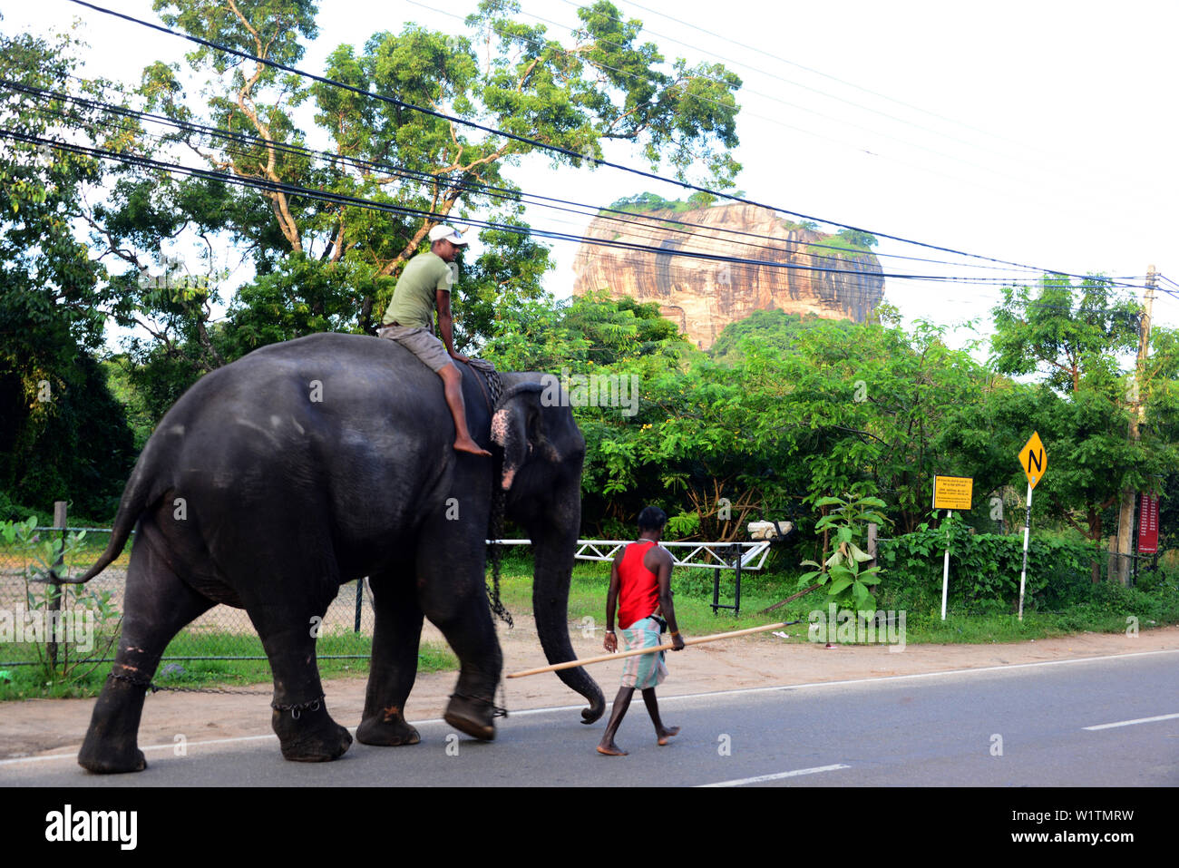 Les éléphants sous le rocher de Sigiriya, Sigiriya, Sri Lanka Banque D'Images