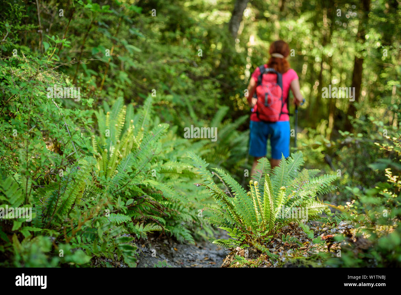 Femme de la randonnée à travers forêt de fougères, au Mont Alfred, Fiordland National Park, l'UNESCO Welterbe Te Wahipounamu, Queenstown-Lake District, Otago, Sou Banque D'Images