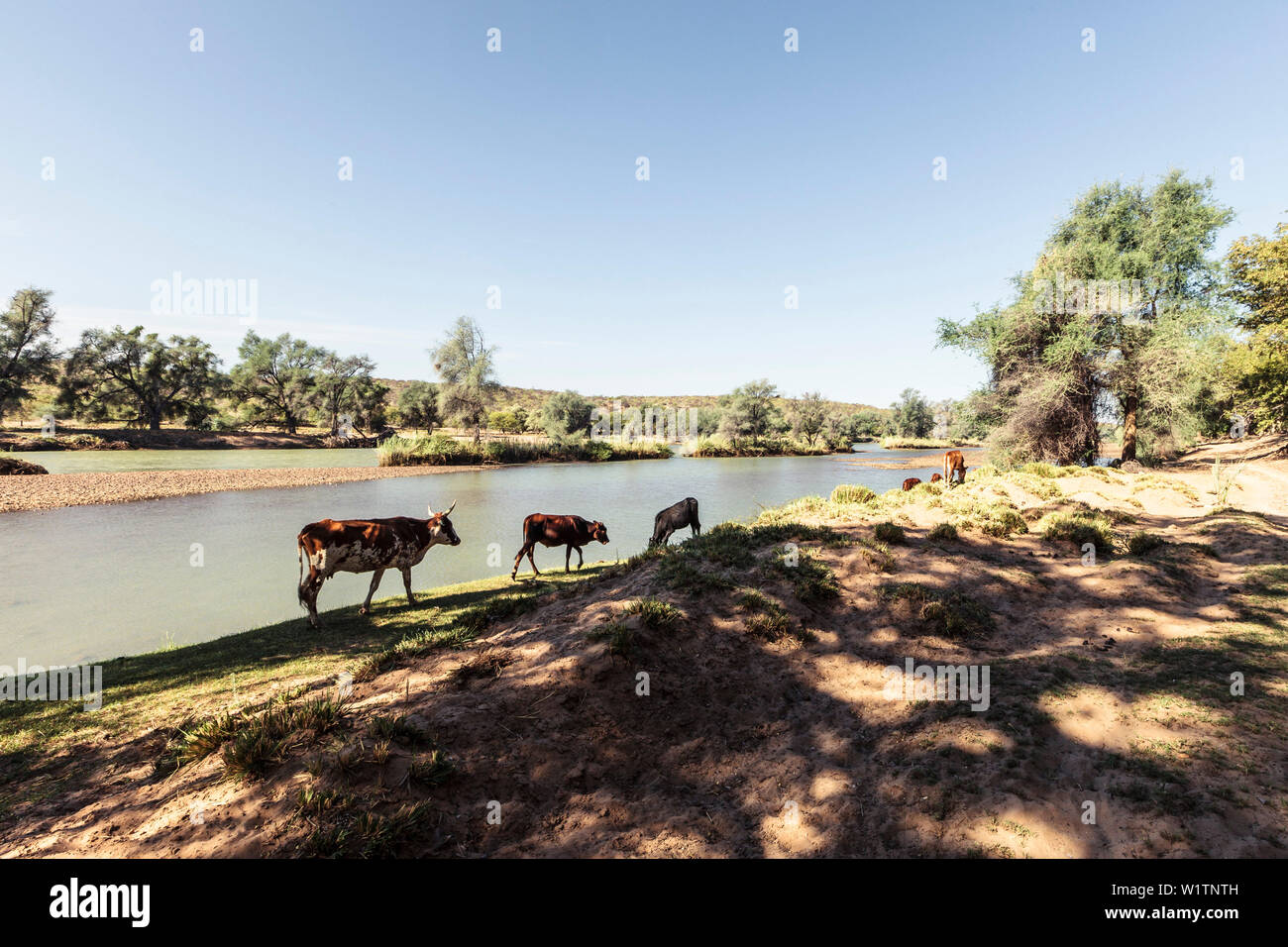 De bovins appartenant aux personnes Himba, la rivière Kunene, à la frontière de l'Angola. La Namibie, l'Afrique Banque D'Images