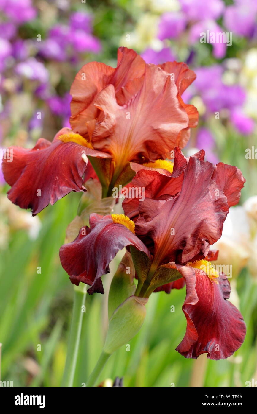 Iris 'Red Kite' Grand iris en fleurs en mai. Produites par Bryan Dodsworth Banque D'Images