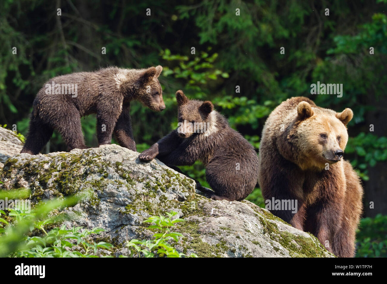 L'ours brun, mère d'oursons, Ursus arctos, Parc National de la forêt bavaroise, Bavaria, Bavaria, Germany, Europe, captive Banque D'Images