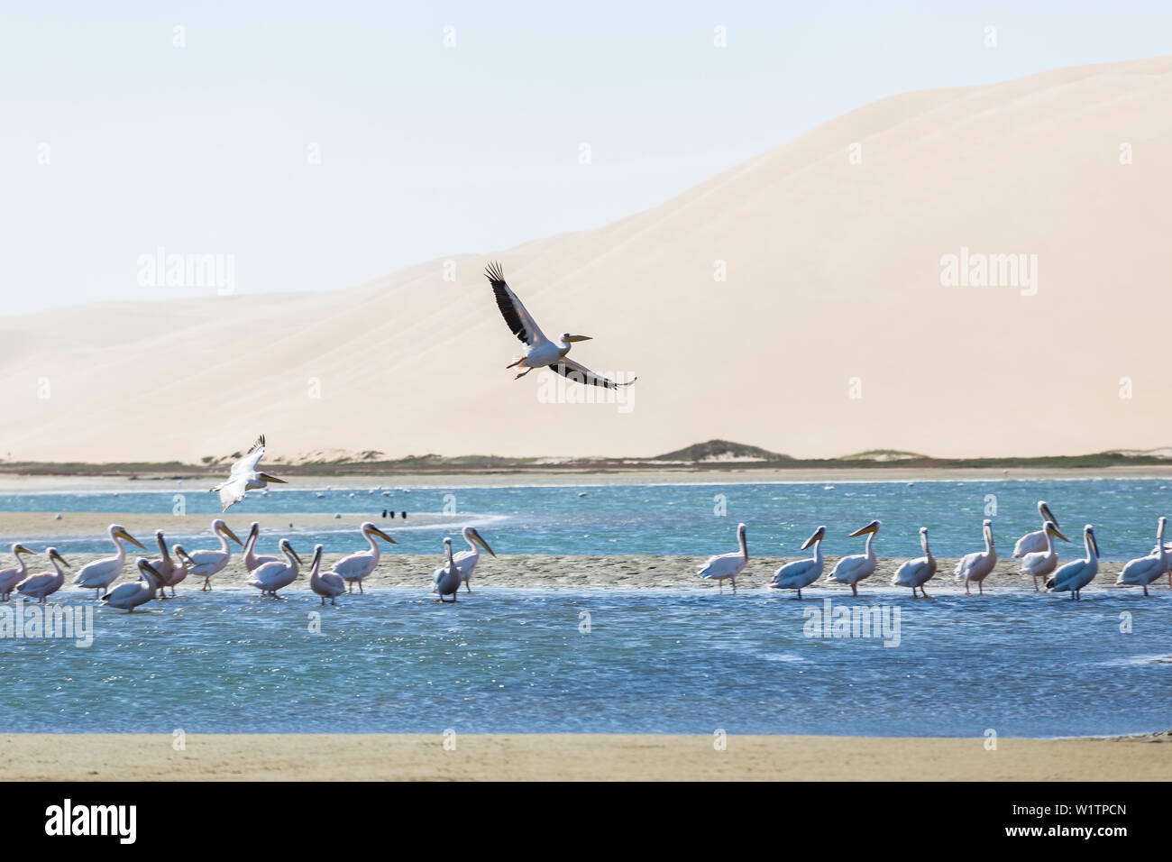 Pelican planeur par vent fort au-dessus de la lagune de Sandwich Harbour, Walvis Bay, Erongo, Namibie, Afrique. Banque D'Images