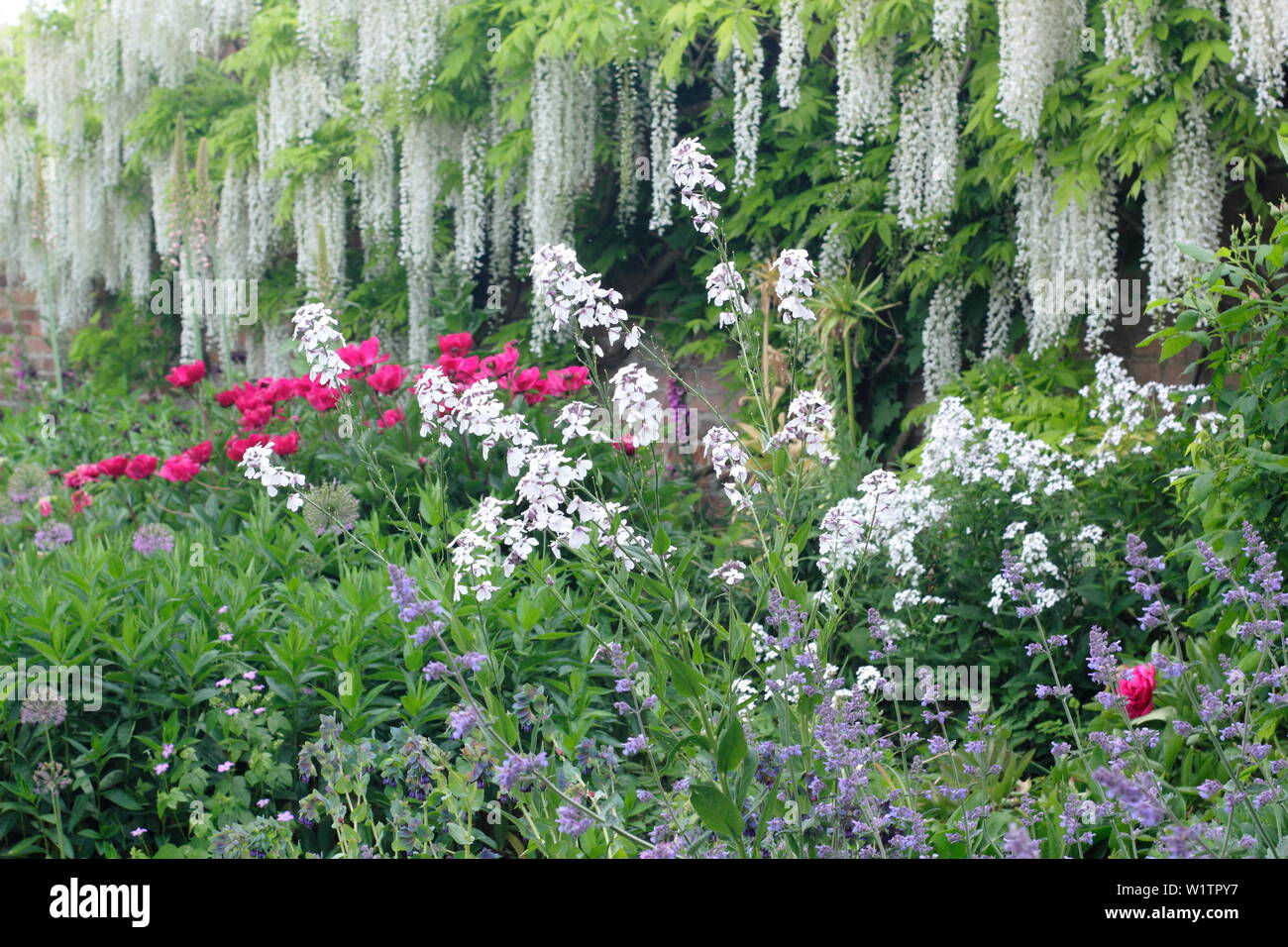 Japonais blanc glycines, Lunaria annua, de pivoines et d'allium dans l'ouest de la frontière fortifiée jardin en mai, Doddington Hall and Gardens, Lincolnshire, Royaume-Uni. Banque D'Images