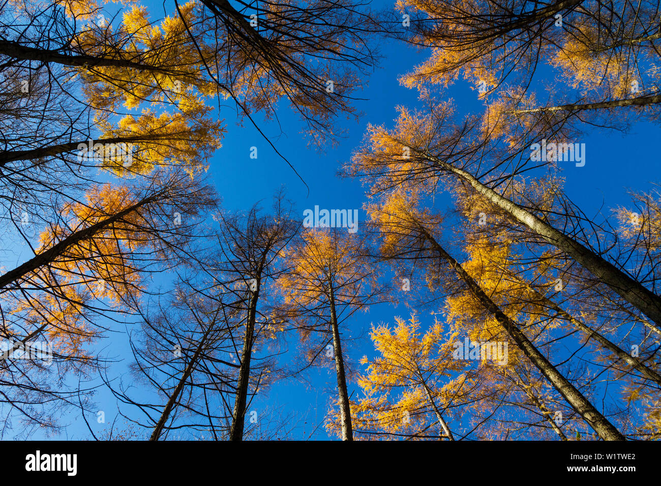 Mélèzes européens à l'automne, Larix decidua, Alpes, Bavaria, Germany, Europe Banque D'Images