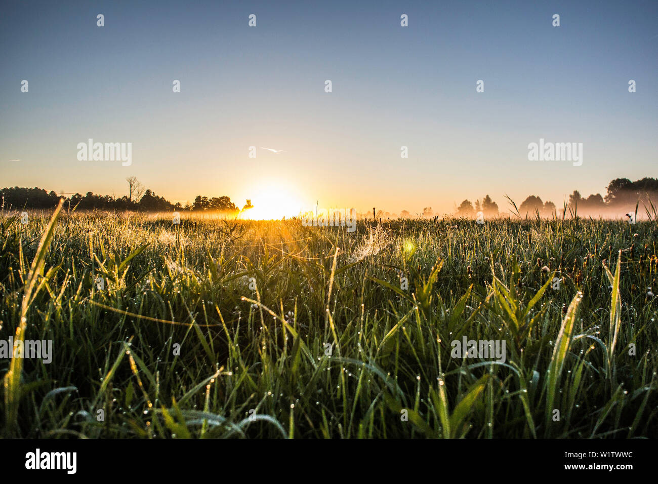 Réserve de biosphère de Spreewald, Allemagne, randonnée, kayak, aire de loisirs, vacances en famille, sortie en famille, prairie sauvage, pâturage, la rosée du matin, sunri Banque D'Images